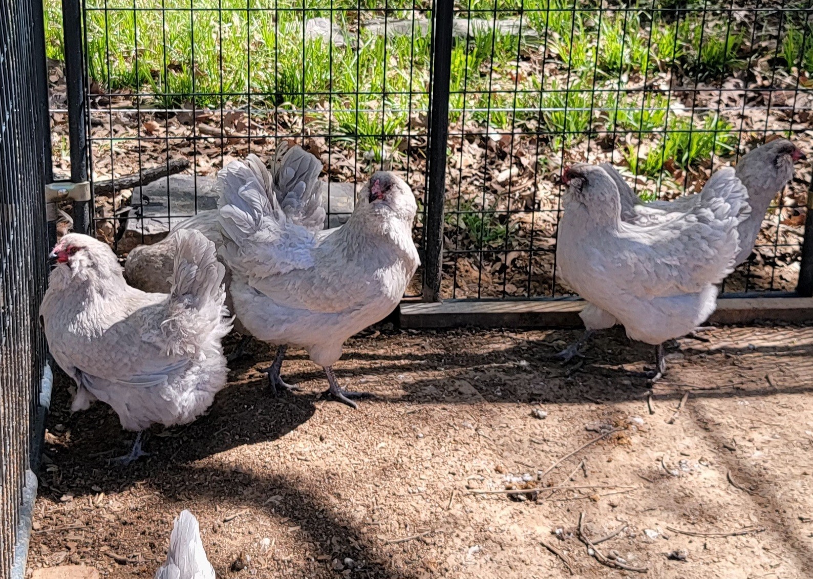 6 Fertile Lavender Ameraucana Hatching Eggs NPIP Certified