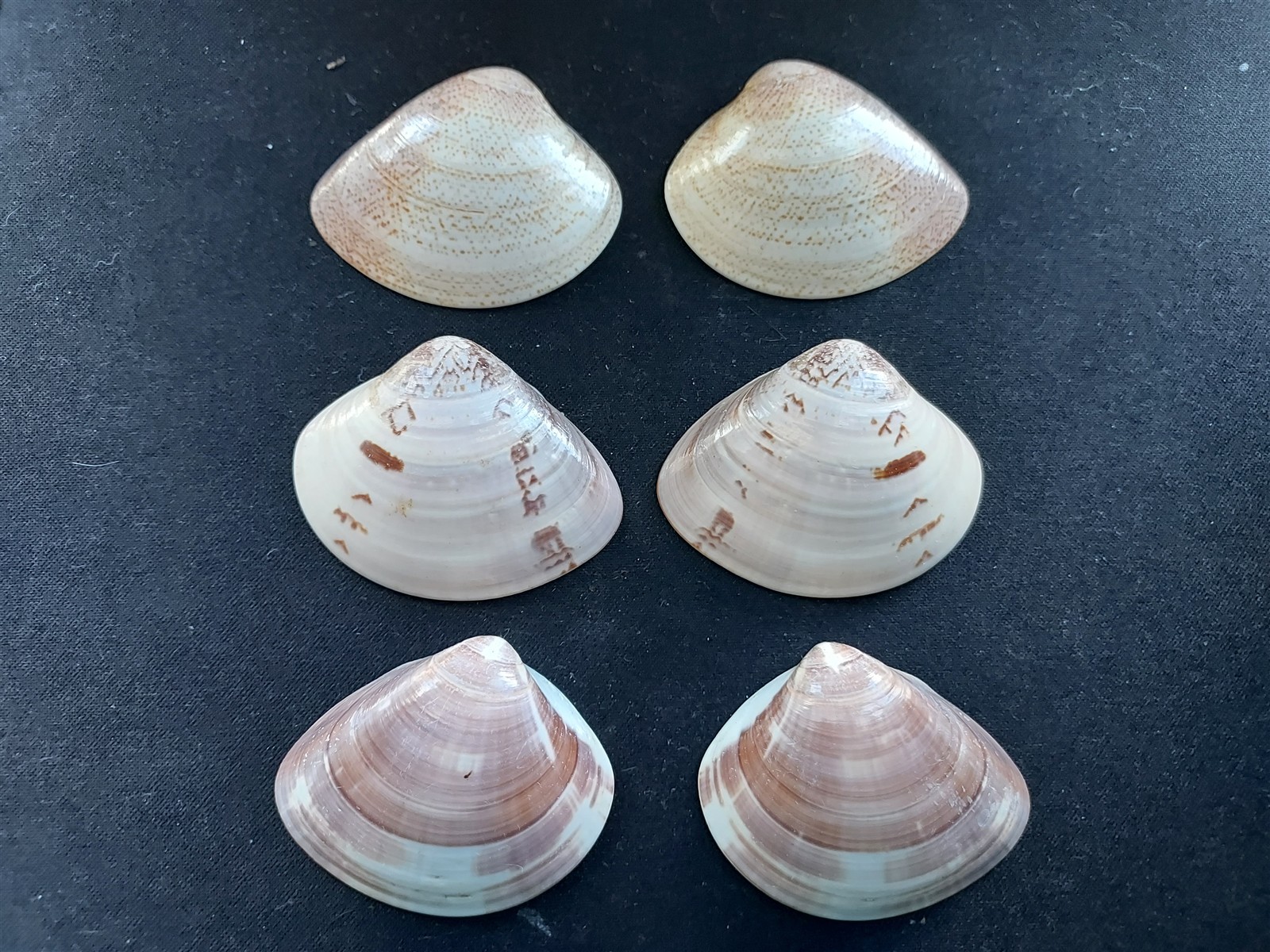#T400 Lot of 3 sets of different beautiful clam shells, approx. 46-48mm