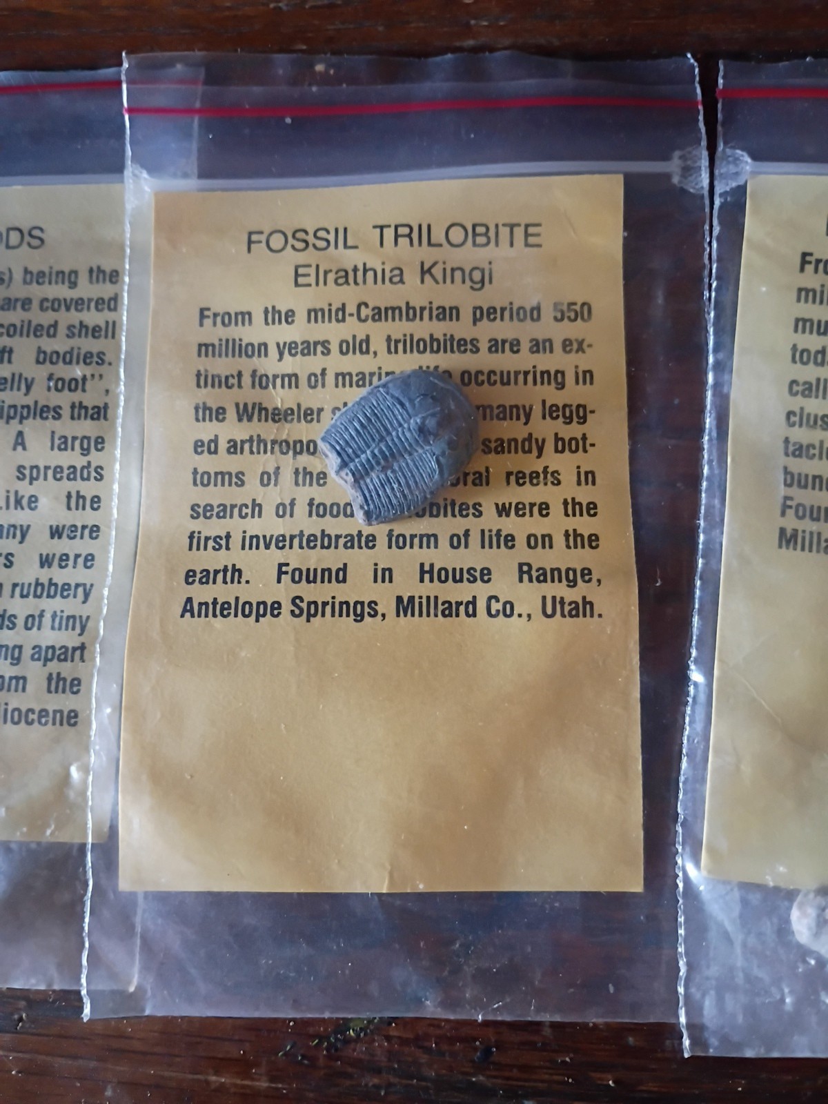 Vintage Fossil Specimens With Discription Cards Lot Of 6
