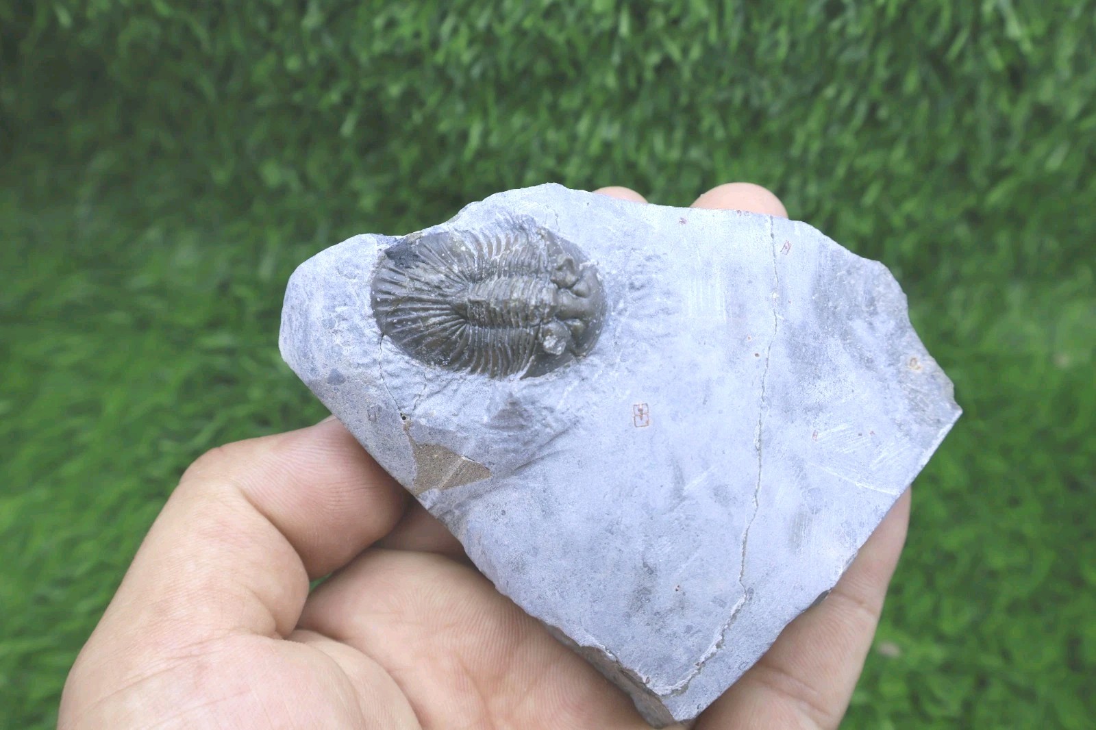 Rare Trilobite Scabriscutellum Trilobite Fossil Devonian Trilobite From Morocco