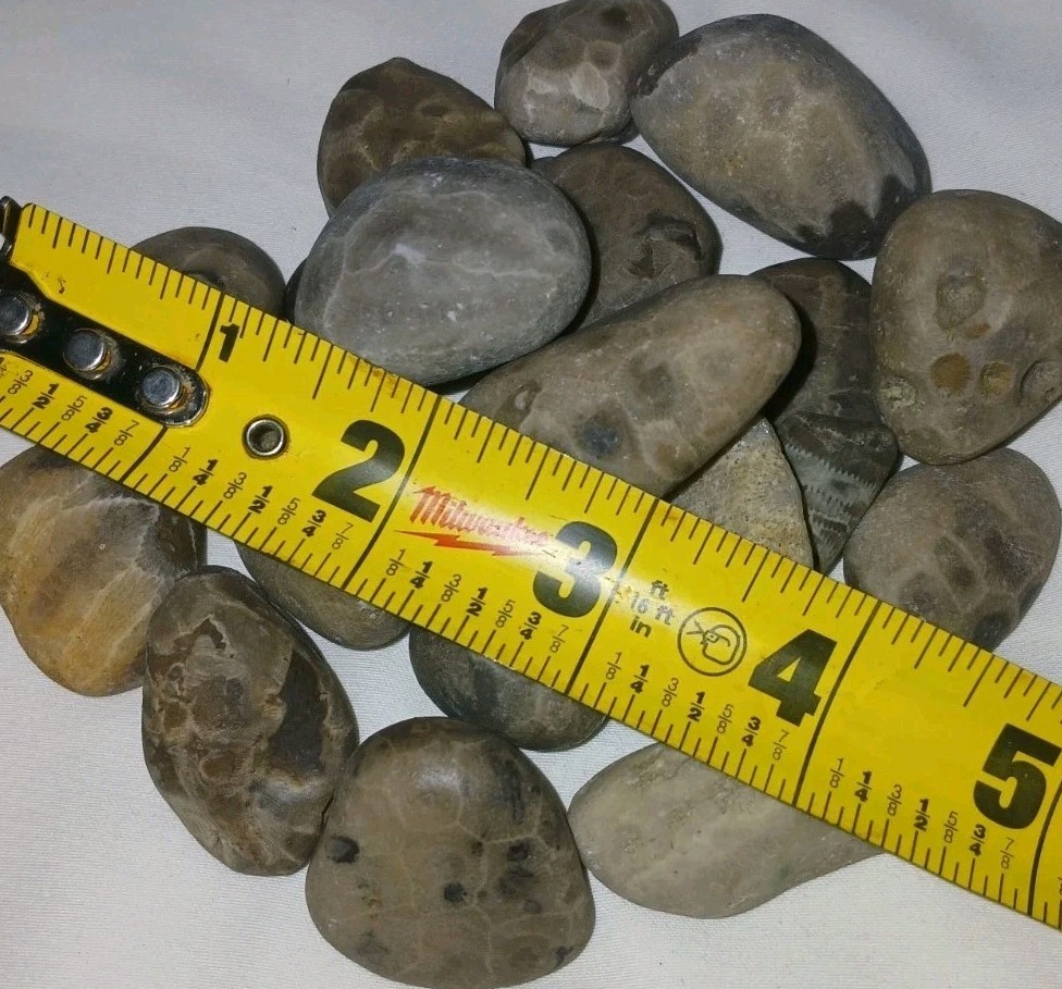 Bulk Petoskey Stones 1lb Whole Unpolished Michigan Great Lakes Fossil Coral
