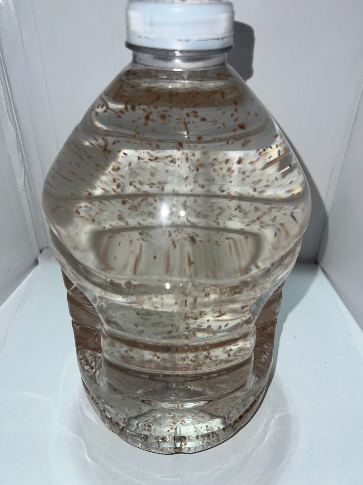 2500 Daphnia Magna (Clean Indoor Culture) Buy 2 get 1 free!