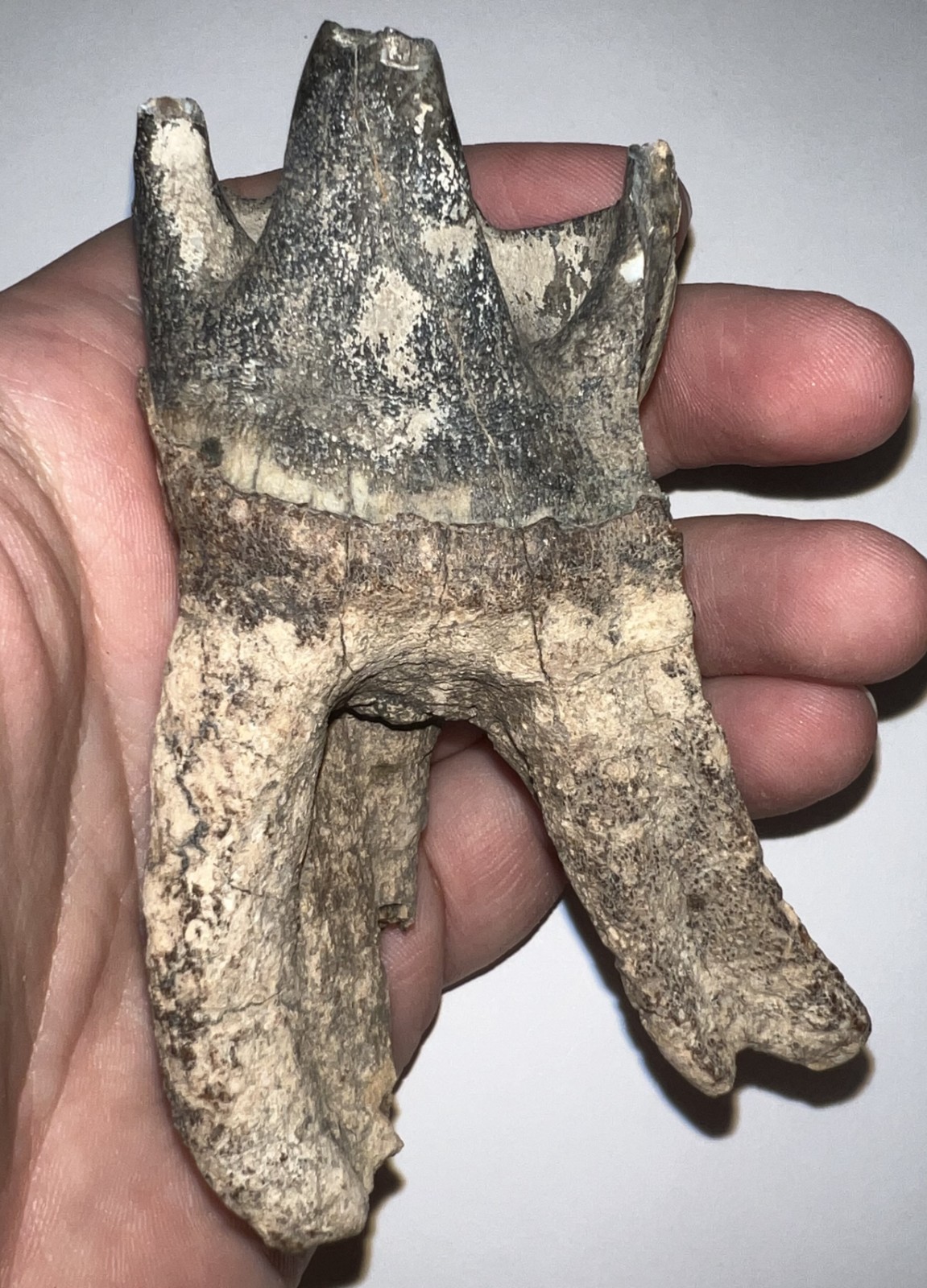 HUGE Ice Age Fossil COELODONTA Lower Molar Tooth 3.84 Inches!