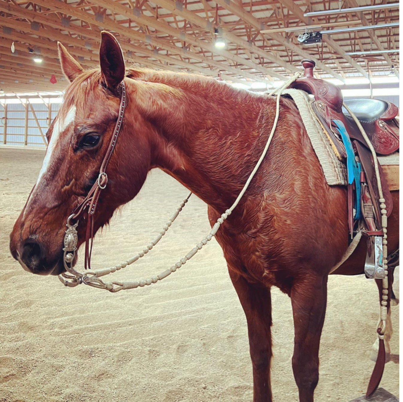 Romal Reins Beige Cow Rawhide, Rommel Reins 20 Plaits, Regular 55" Romal Reins.