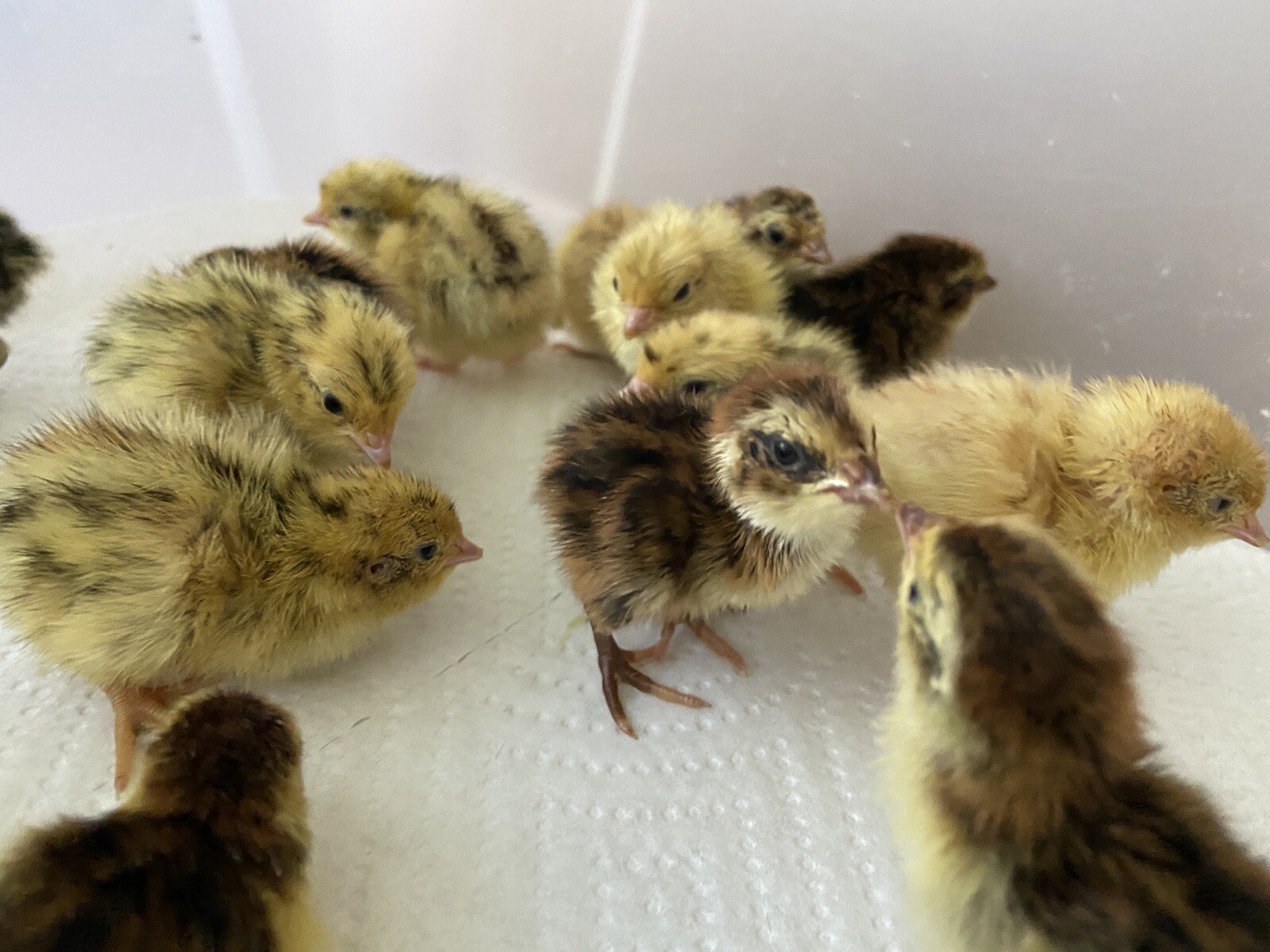 ALL COLORS - 24 Coturnix Quail Fertile Hatching Eggs - 2 Dozen SHIPPED IN FOAM