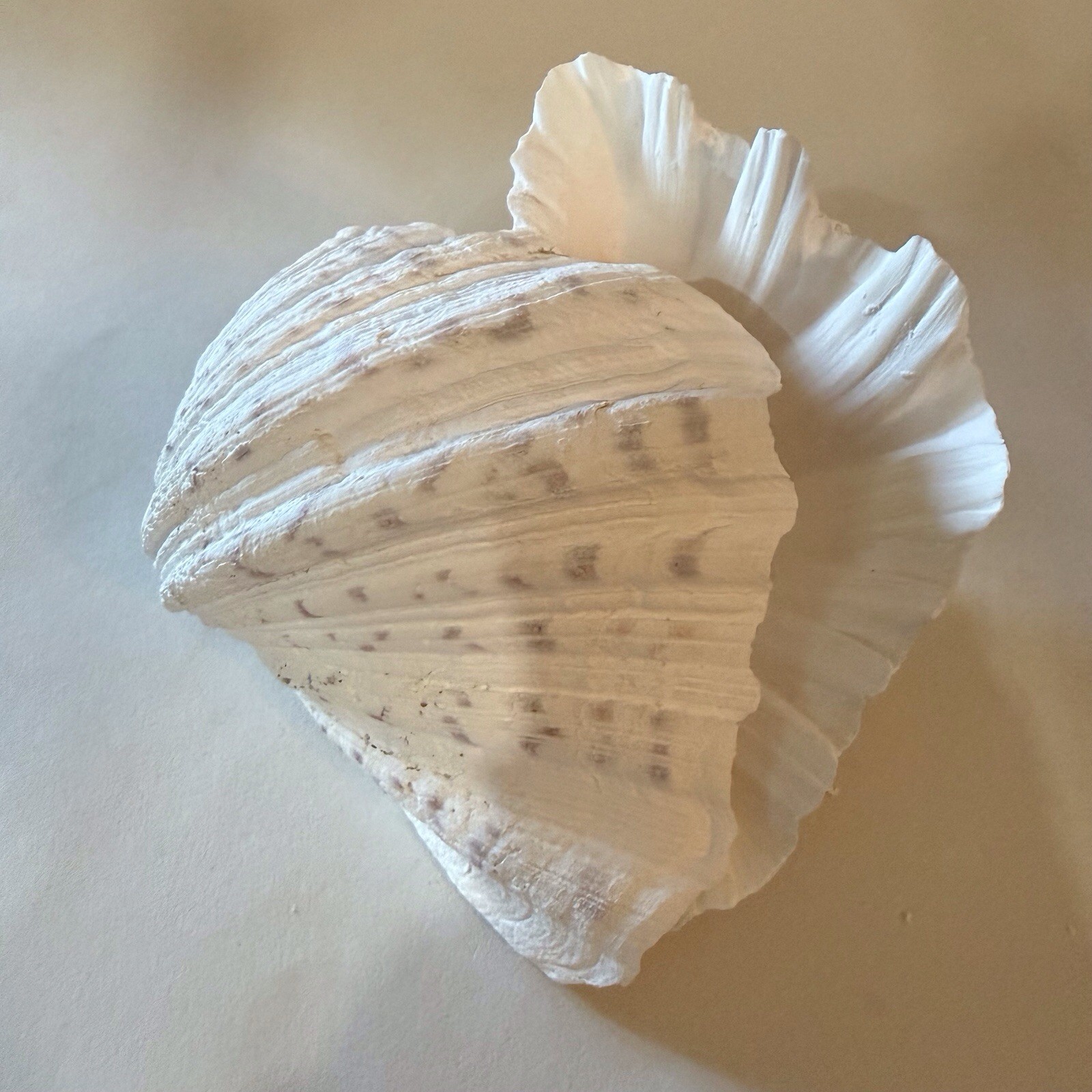 CLAM SHELLS MATCHING PAIR