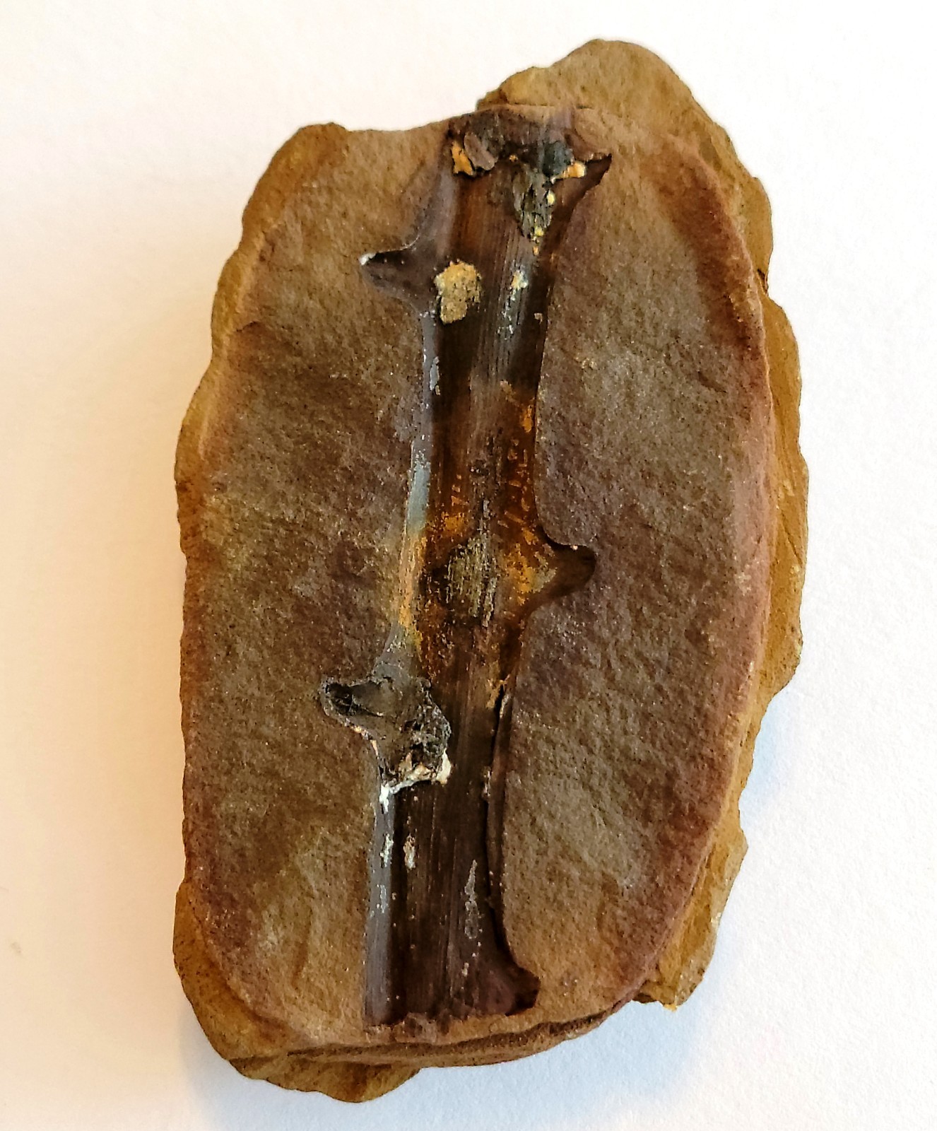 Mazon Creek Woody Stem with Nodes Fossil Nodule Pair