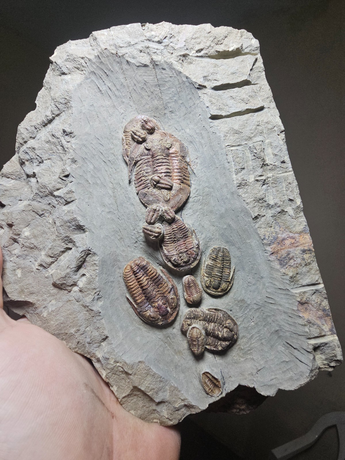 Line of 14 Fossil trilobites Asaphellus Ordovcian from fezouata morocco