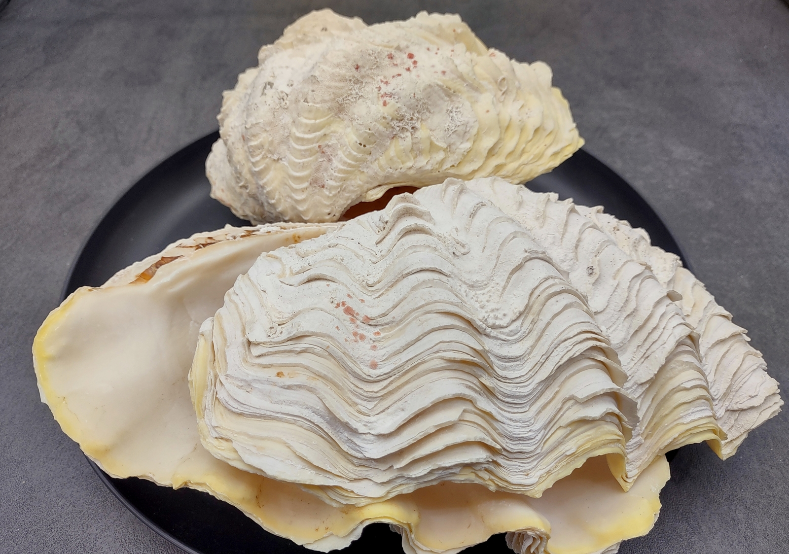 Large Derasa Clam Seashell White Tridacna Derasa (1 shell approx. 7+ inches)