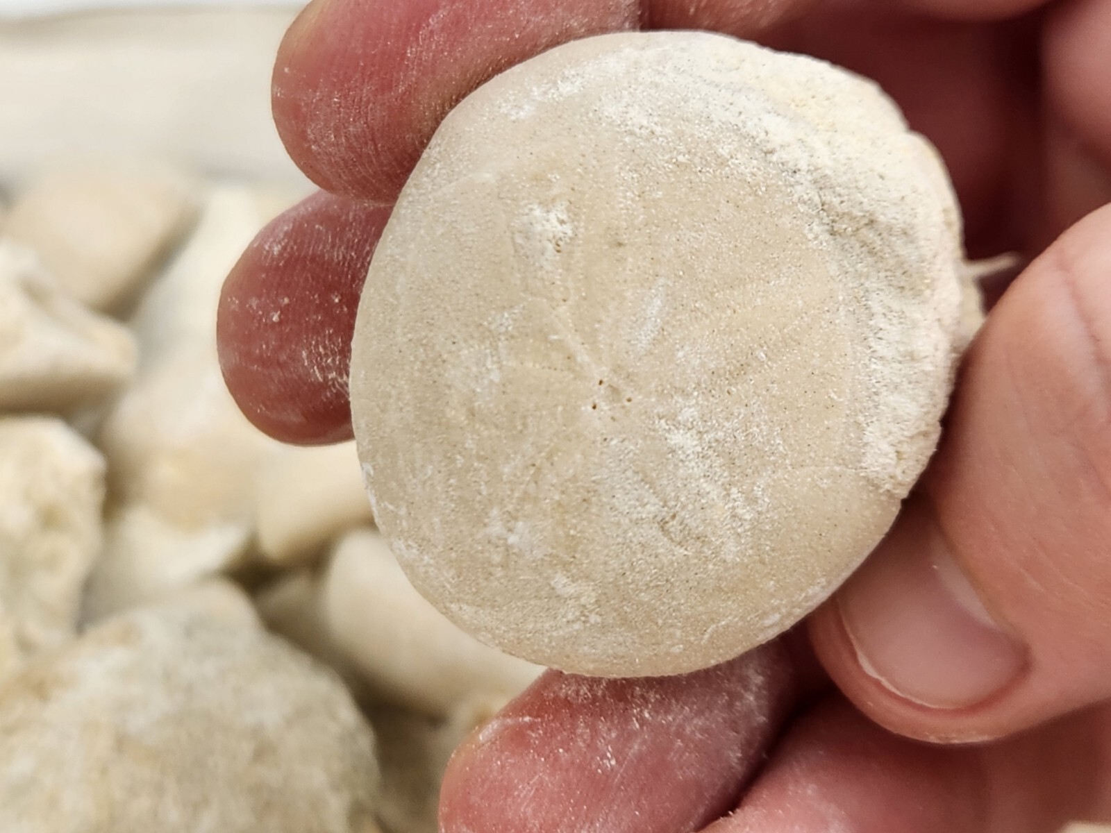 Fossil Sea Urchin (Echinoid) - Florida - 1 Per Purchase - Matrix/Free Standing