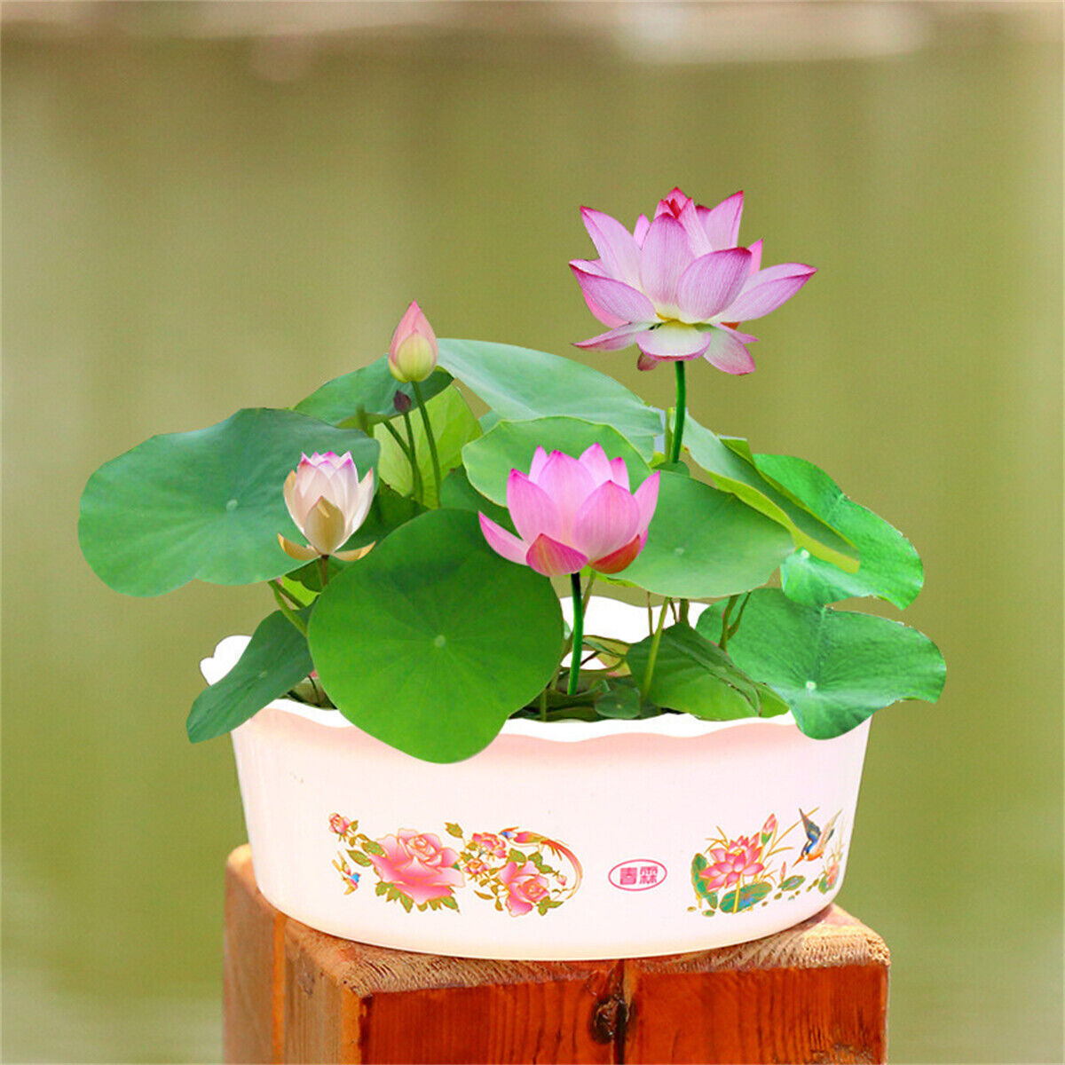 30/90Pcs Seeds Lotus Mix Flower Seed Hand Picked Aquatic Plants Water Garden US