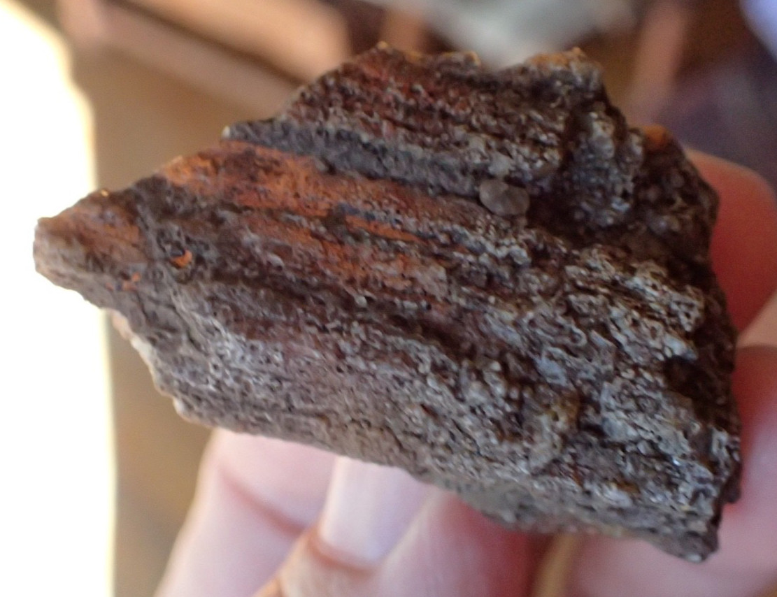 Botryoidal Fossil Coral Geode Fragment GA Agate Amber Ocean Specimen Gem WC17