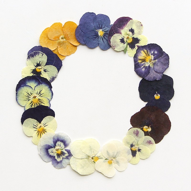 16PCS real Pressed dried Pansies/Violas flowers Collection FSS508