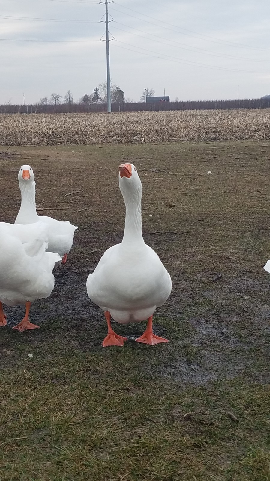 White Embden Hatching Goose Eggs
