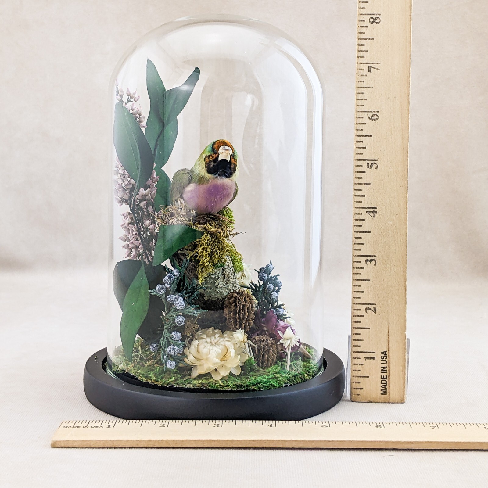 Gouldian Finch Glass Dome Floral Display Taxidermy Oddities Curiosity decor gift