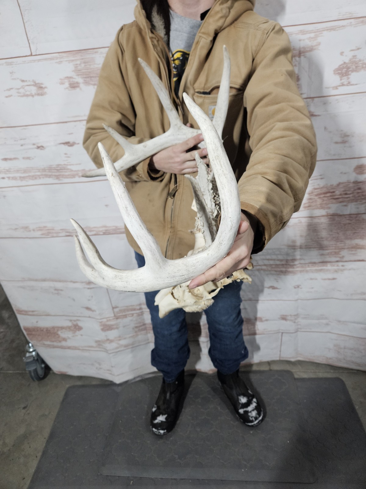 Wild 10 Point Whitetail Deer Antler Rack Horn European Skull Mount Man Cave 138"
