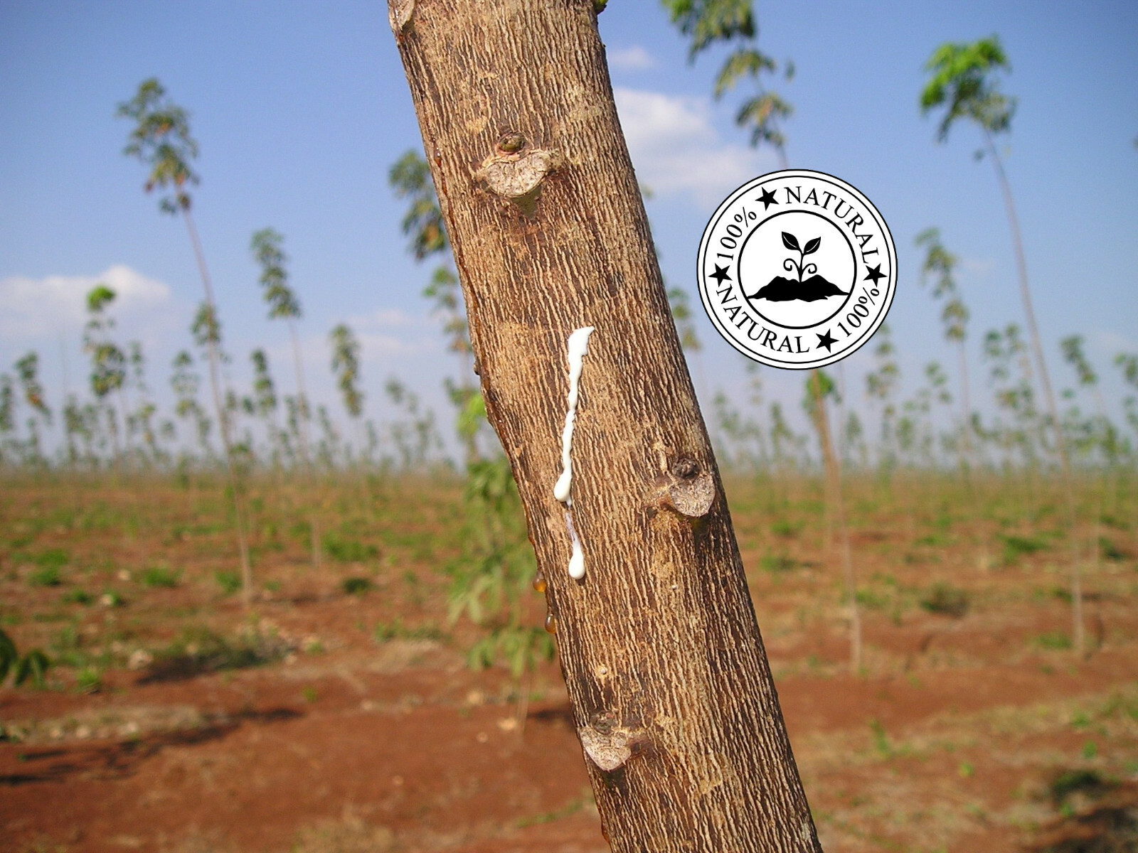 Platinum Rubber Bands #82 Size Black (Extra Wide 1/2 Inch, Large) UV Rated 1LB