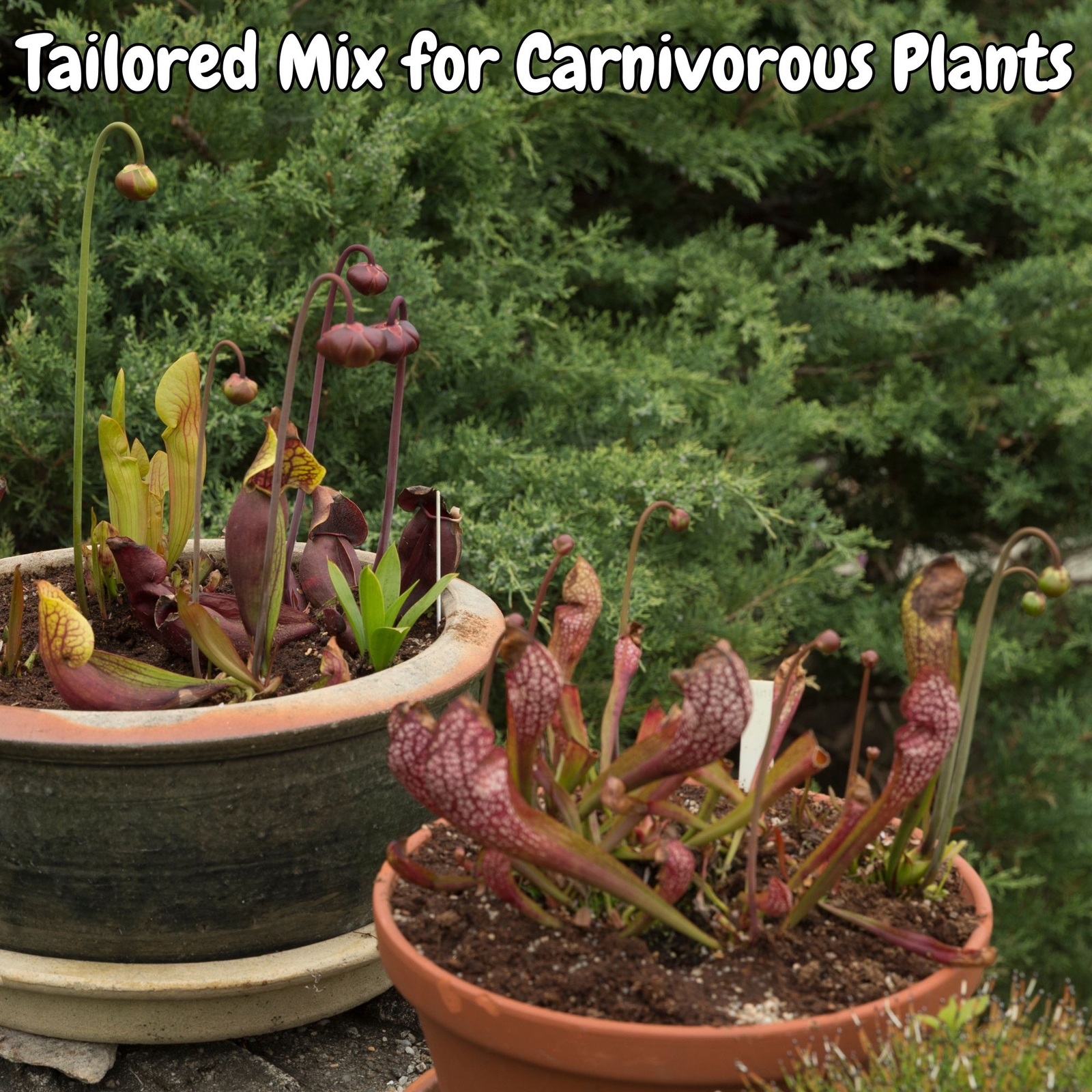 Carnivorous Plant Potting Soil Mix for Venus Fly Trap, Pitcher Plant, Sundew