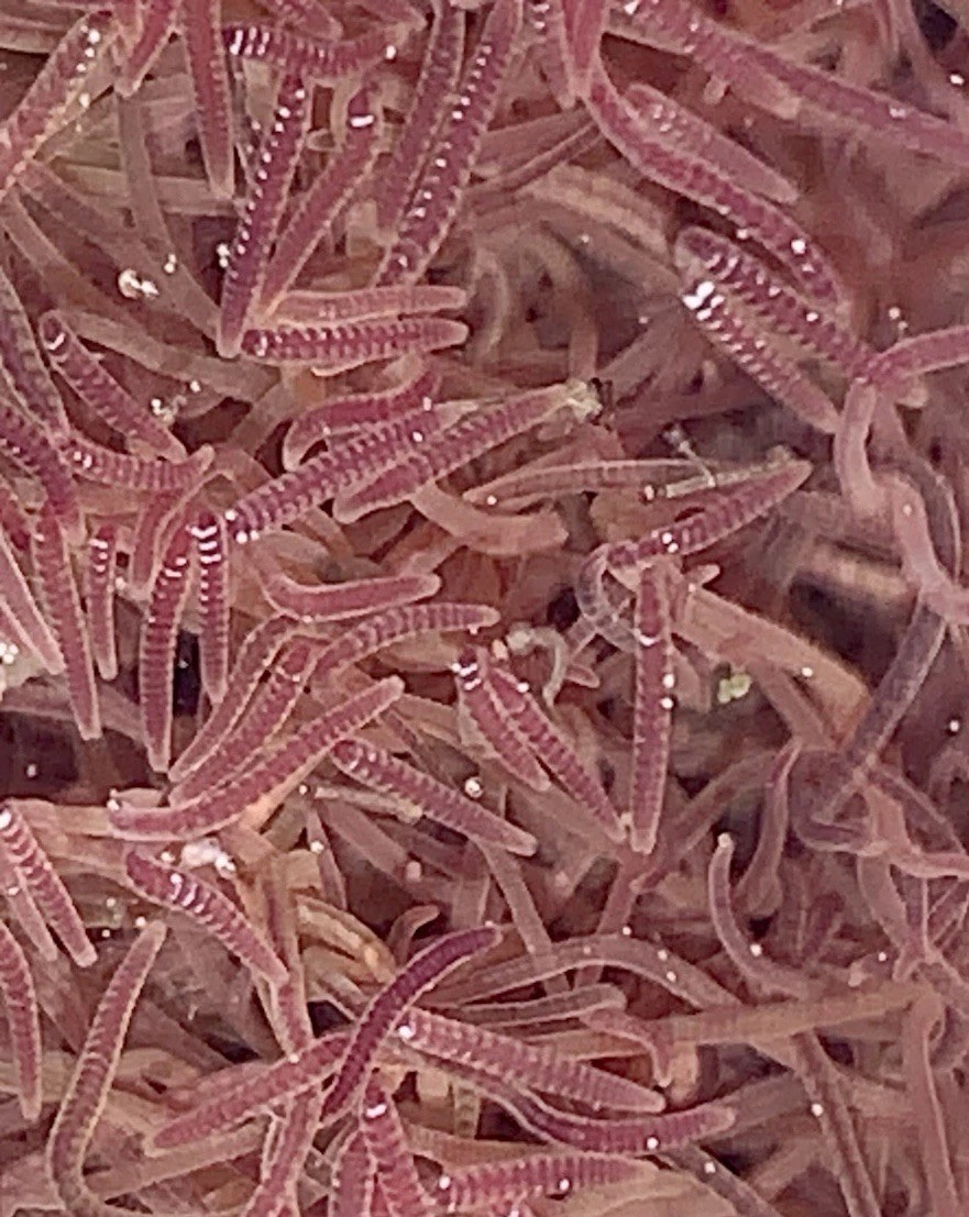 Blackworm +100 Healthy Variety - Live Arrival Guarantee