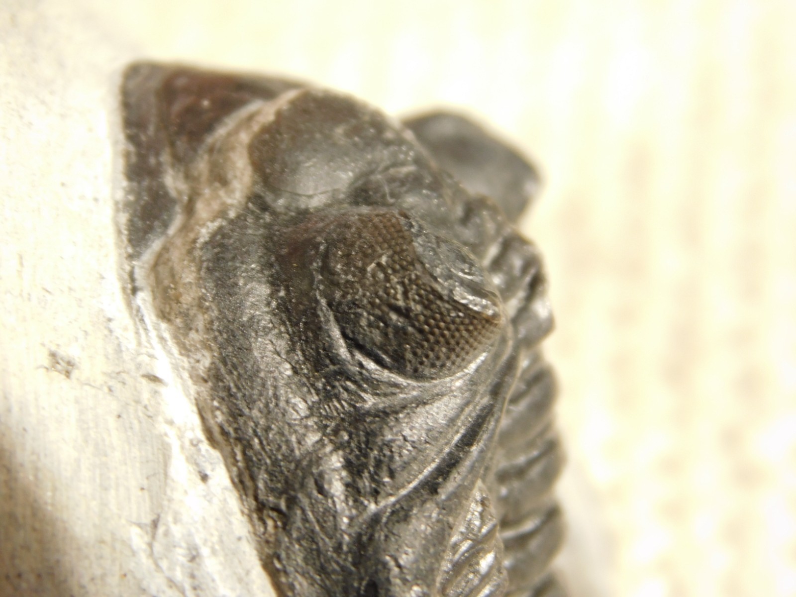 Enrolled! Hollardops TRILOBITE Fossil Nice and 100% Natural Morocco 208gr