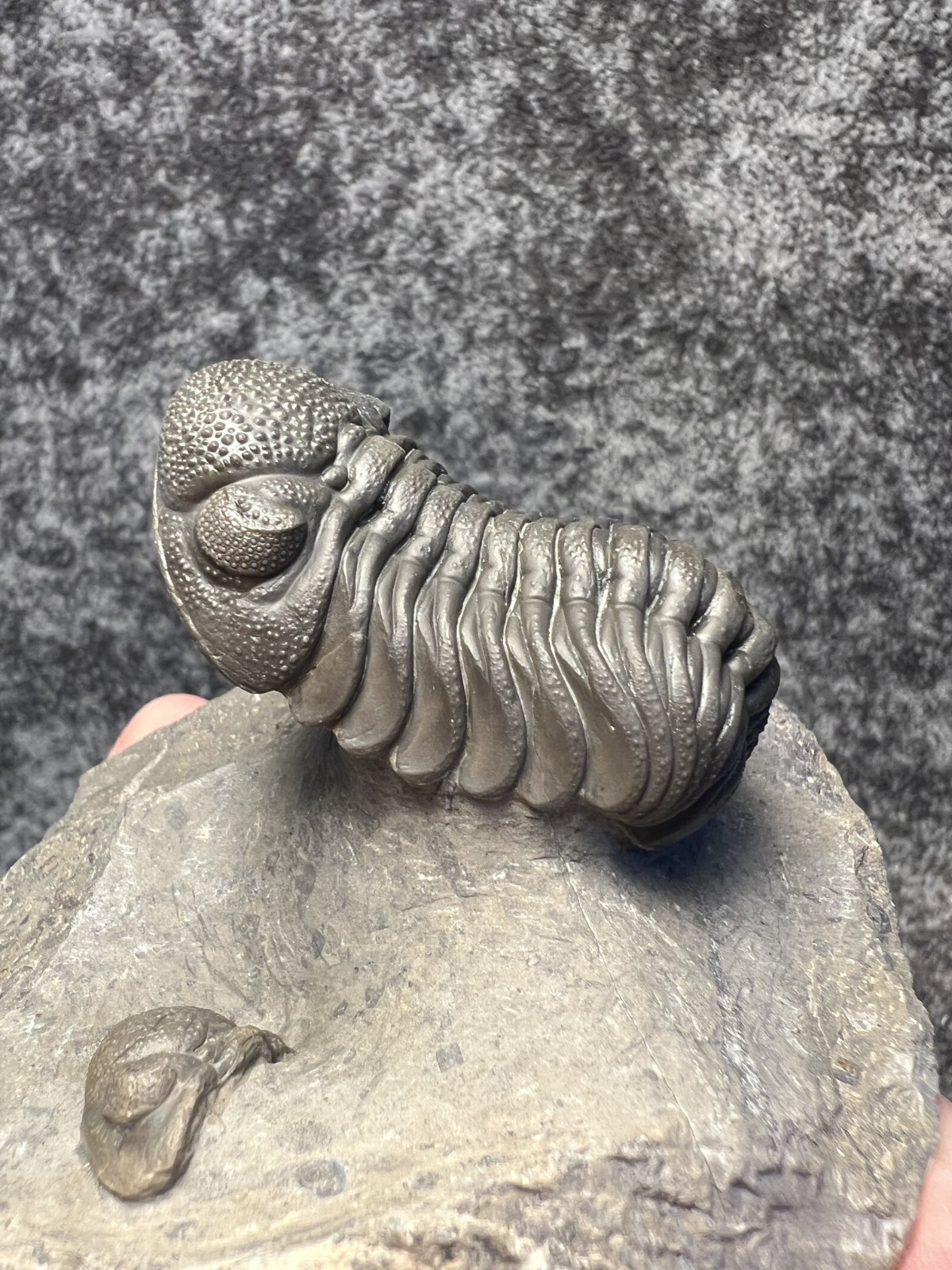 Moroccops sp. Trilobite Fossil – Attractive Collector Specimen