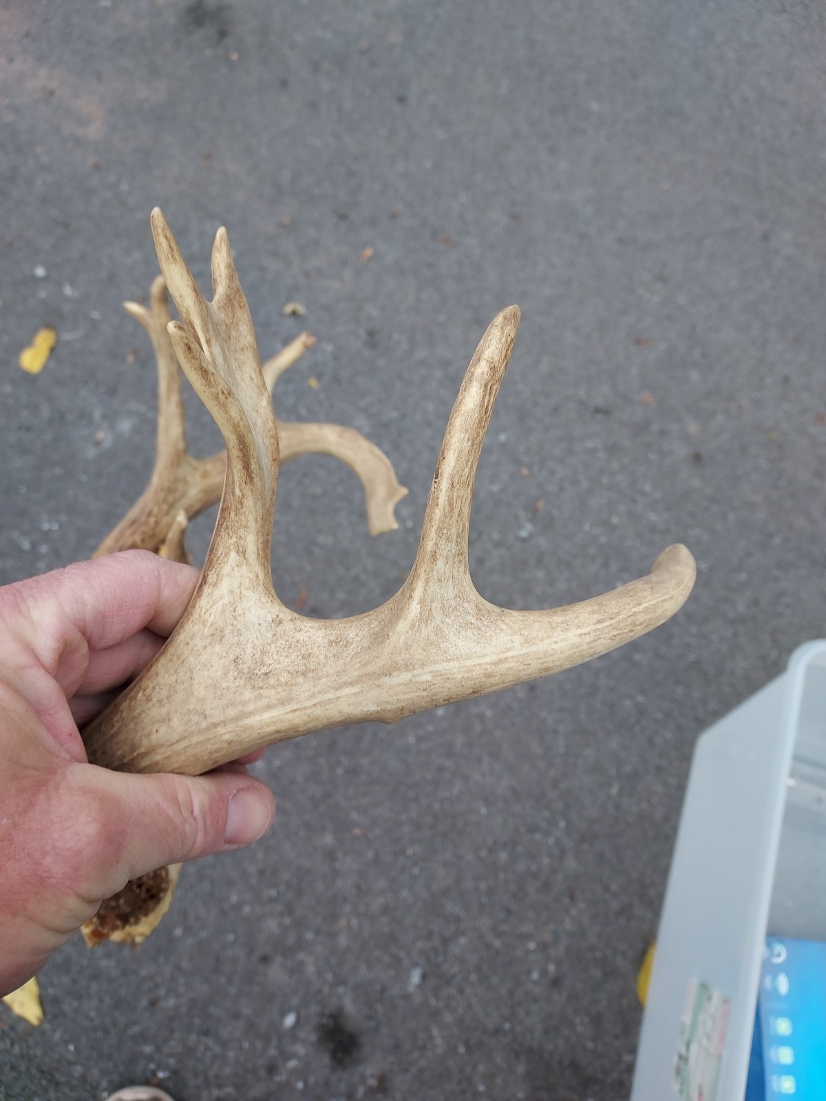 Vintage Unique 12 Point White Tail Deer Antlers