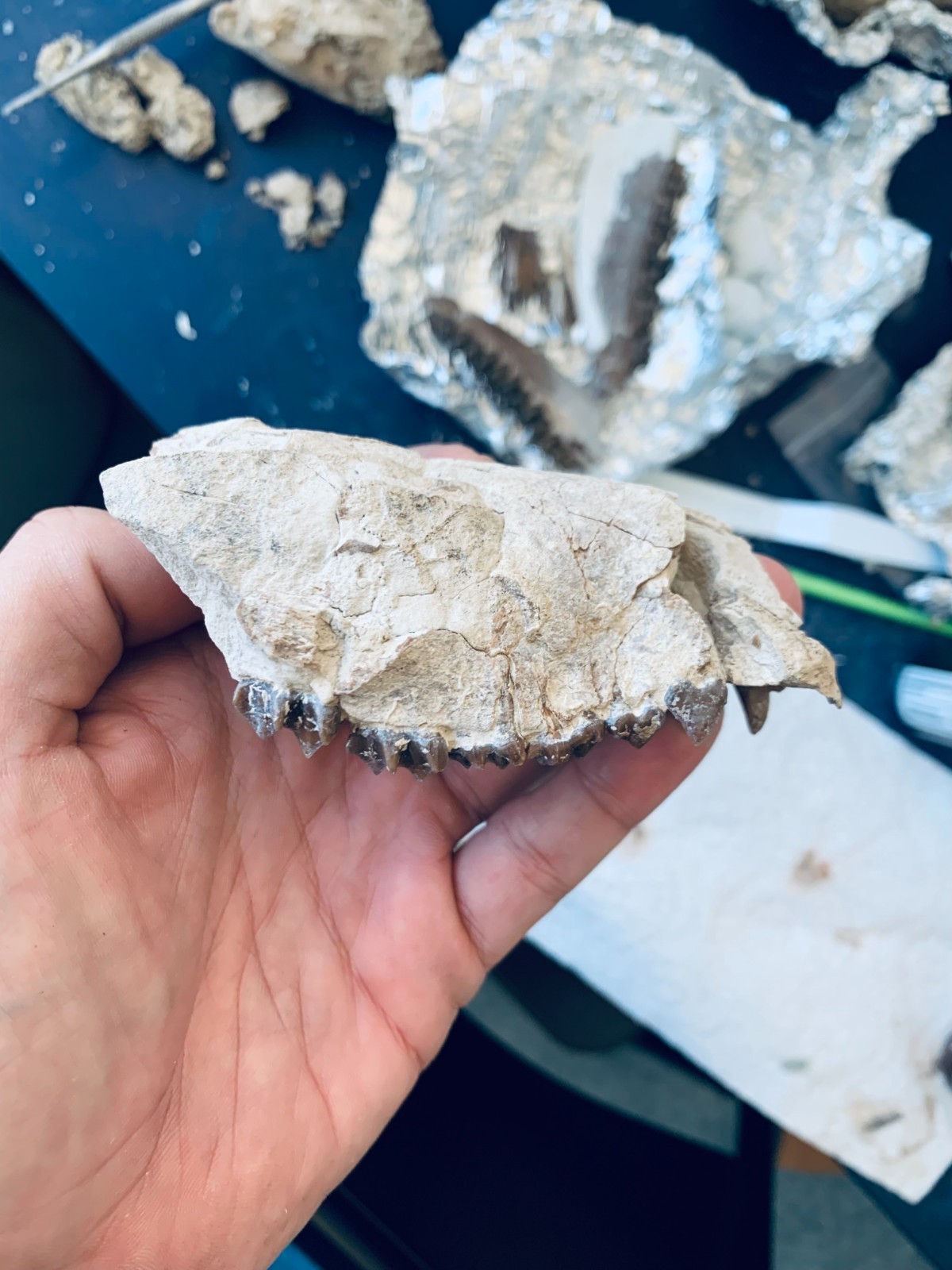 Fossil Oreodont Skull, Merycoidodon, White River Badlands, Nebraska