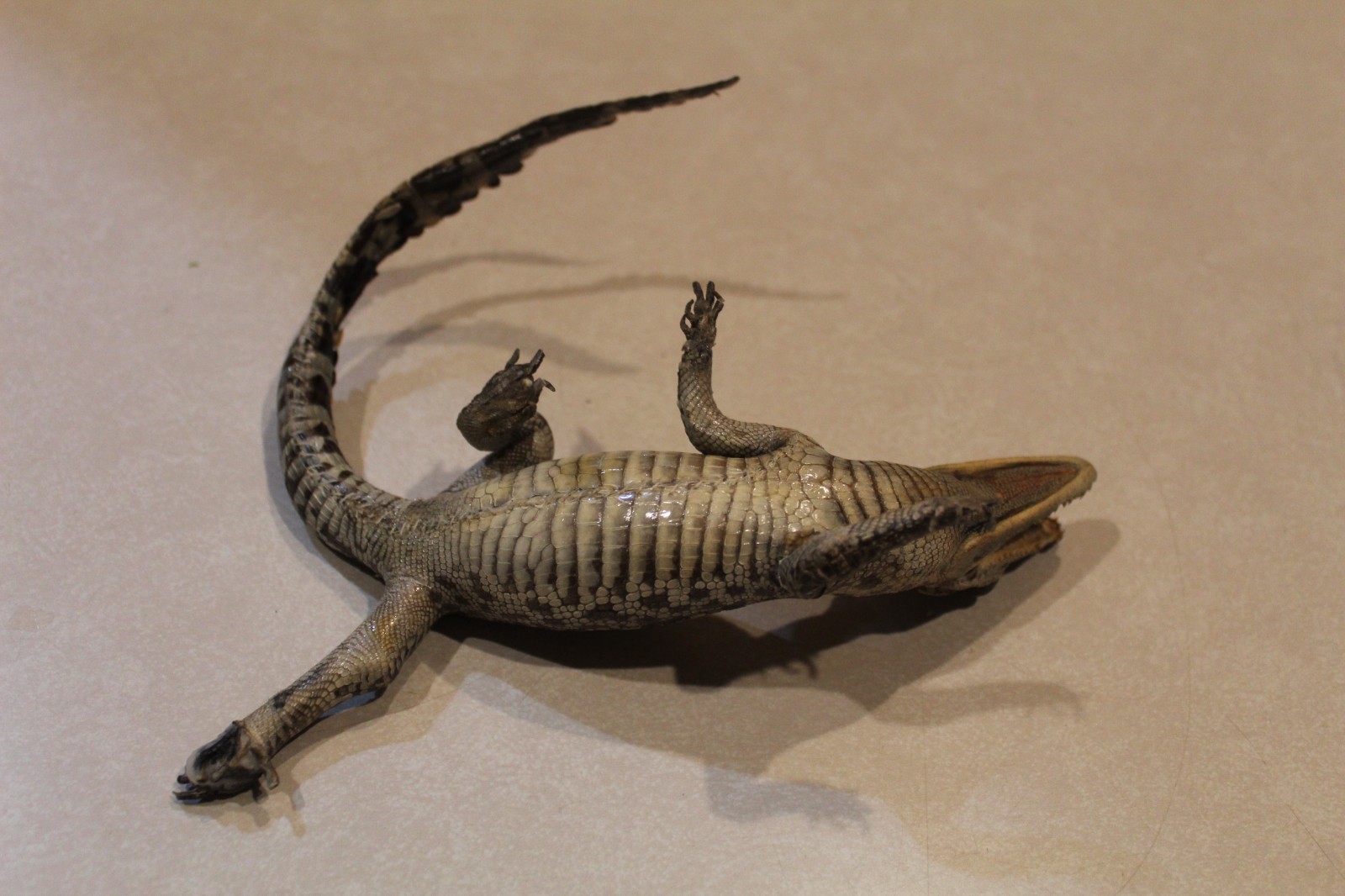 New Alligator Reptile Taxidermy Novelty Log Cabin Decor Whitetail Mule Deer