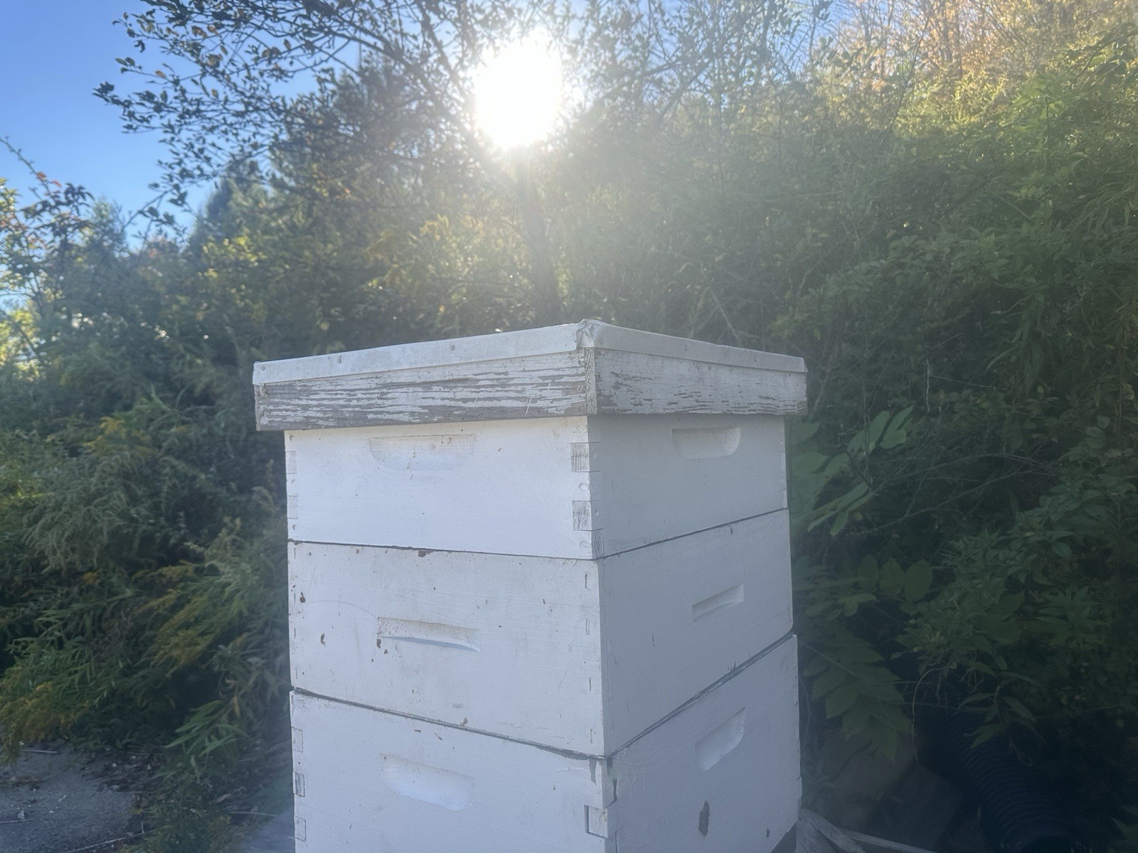 Organic 100% Pure Raw Wildflower Honey From Upstate NY