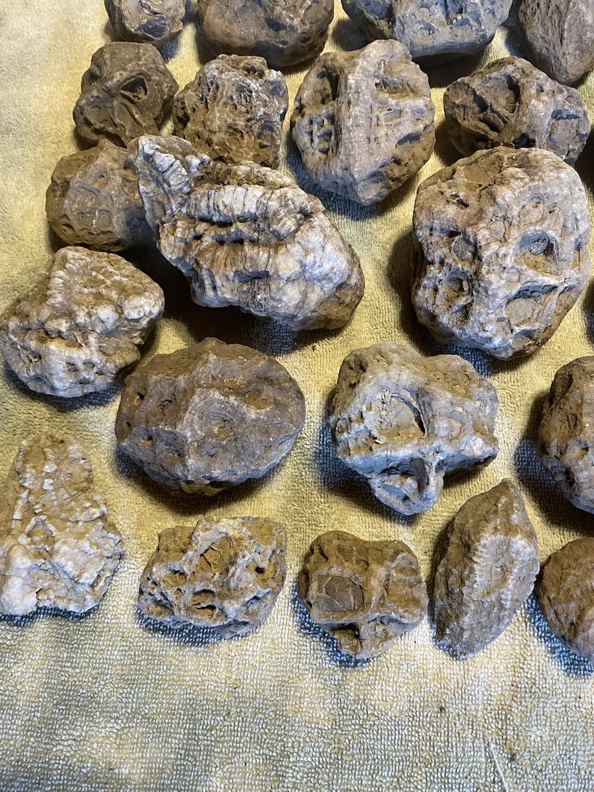 27-KENTUCKY GEODIZED FOSSILS. NICE ONES. 1” TO 5”.