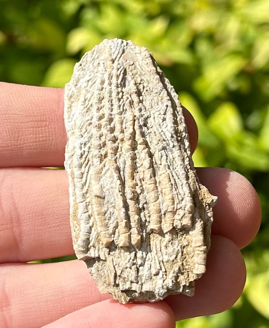 Alabama Fossil Crinoid Aphelecrinus randolphensis Bangor Limestone Formation