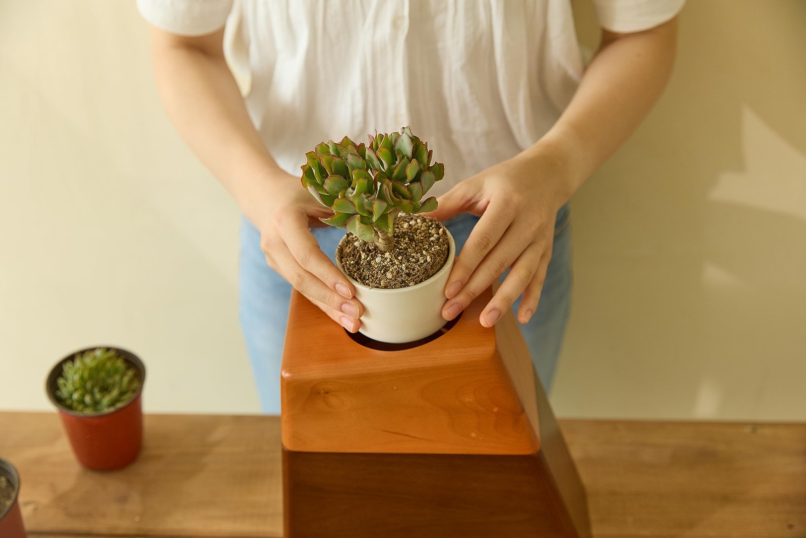 AspenStudio Plant Urn for Adult Human Ashes Cremation Wooden Standard, Wood