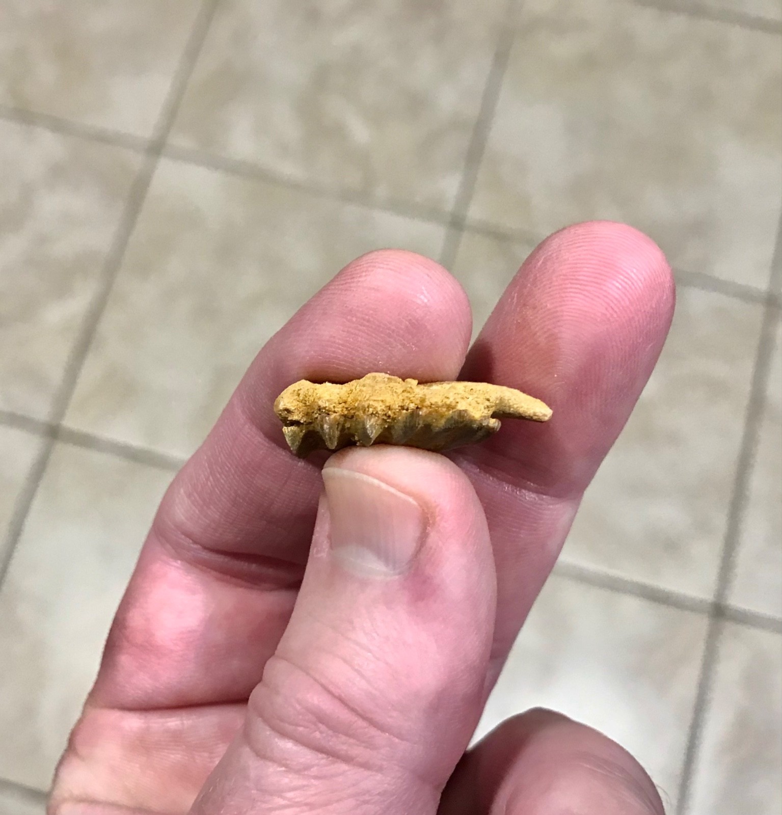 GRAND & AWESOMELY RARE LUNGFISH TOOTH PLATE W PARTIAL JAW ATTACHED FOSSIL