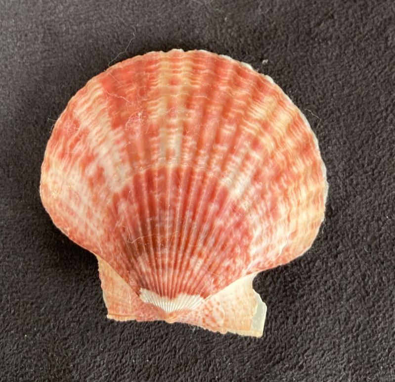PECTINIDAE Aequipecten opercularis f. radiatus RED 51.6mm Quiberon France 2002