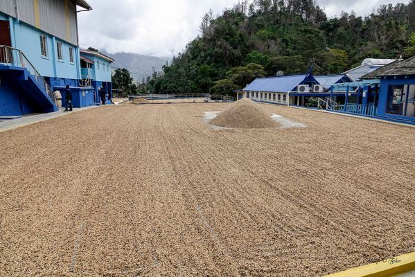 100% Hawaiian / Kona Coffee Beans Medium Roasted 12 Pounds 1 Pound Bags