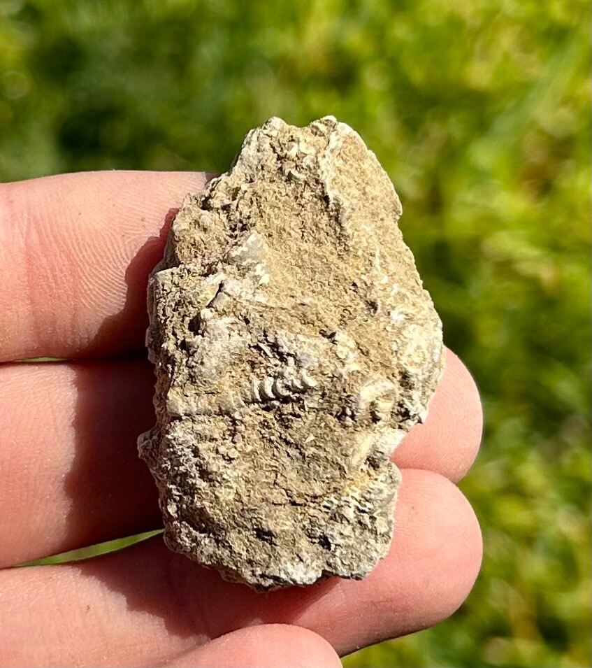 Alabama Fossil Crinoid Phacelocrinus Mississippian Age Bangor Limestone Fm