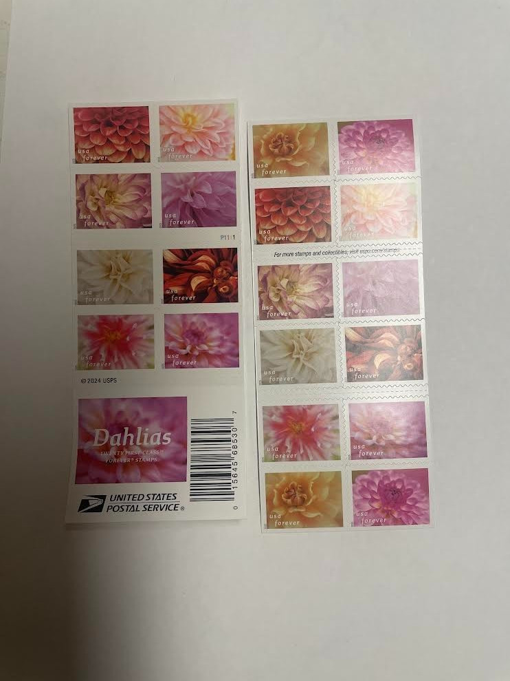Dahlias--US  Postage-Free shipping