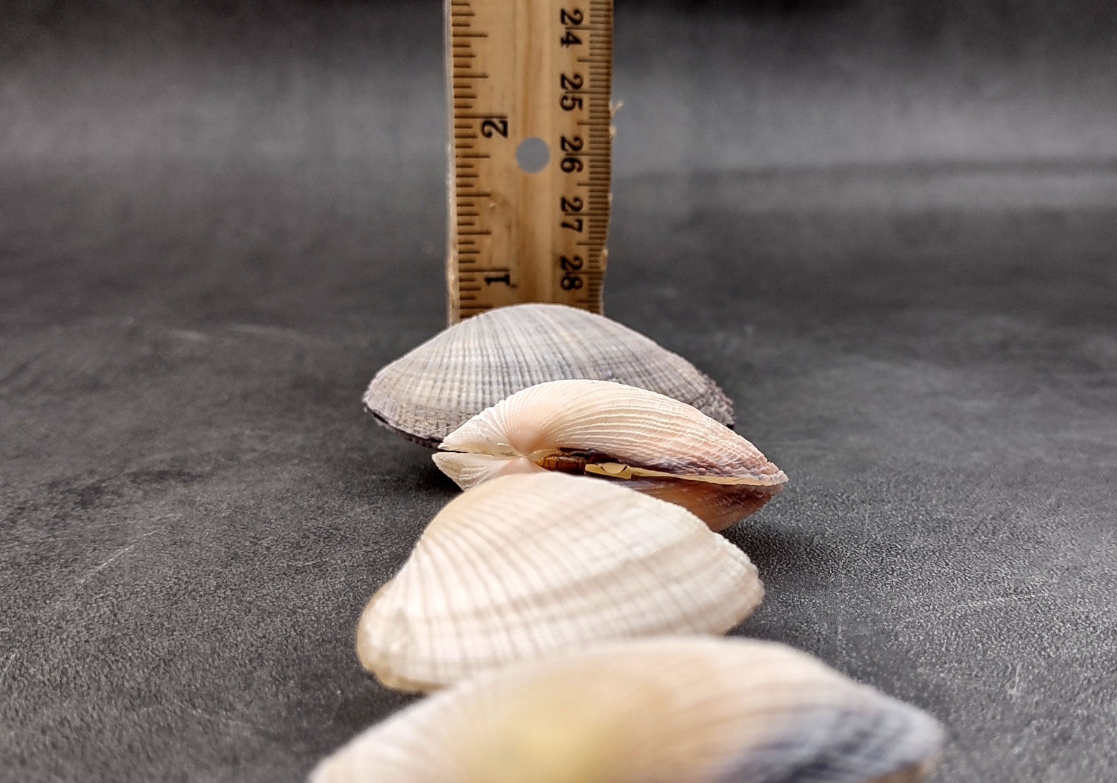 Pacific Clam Seashell Pairs Purple Tan Brown (5 Shell pairs approx. 1.5+ inches)