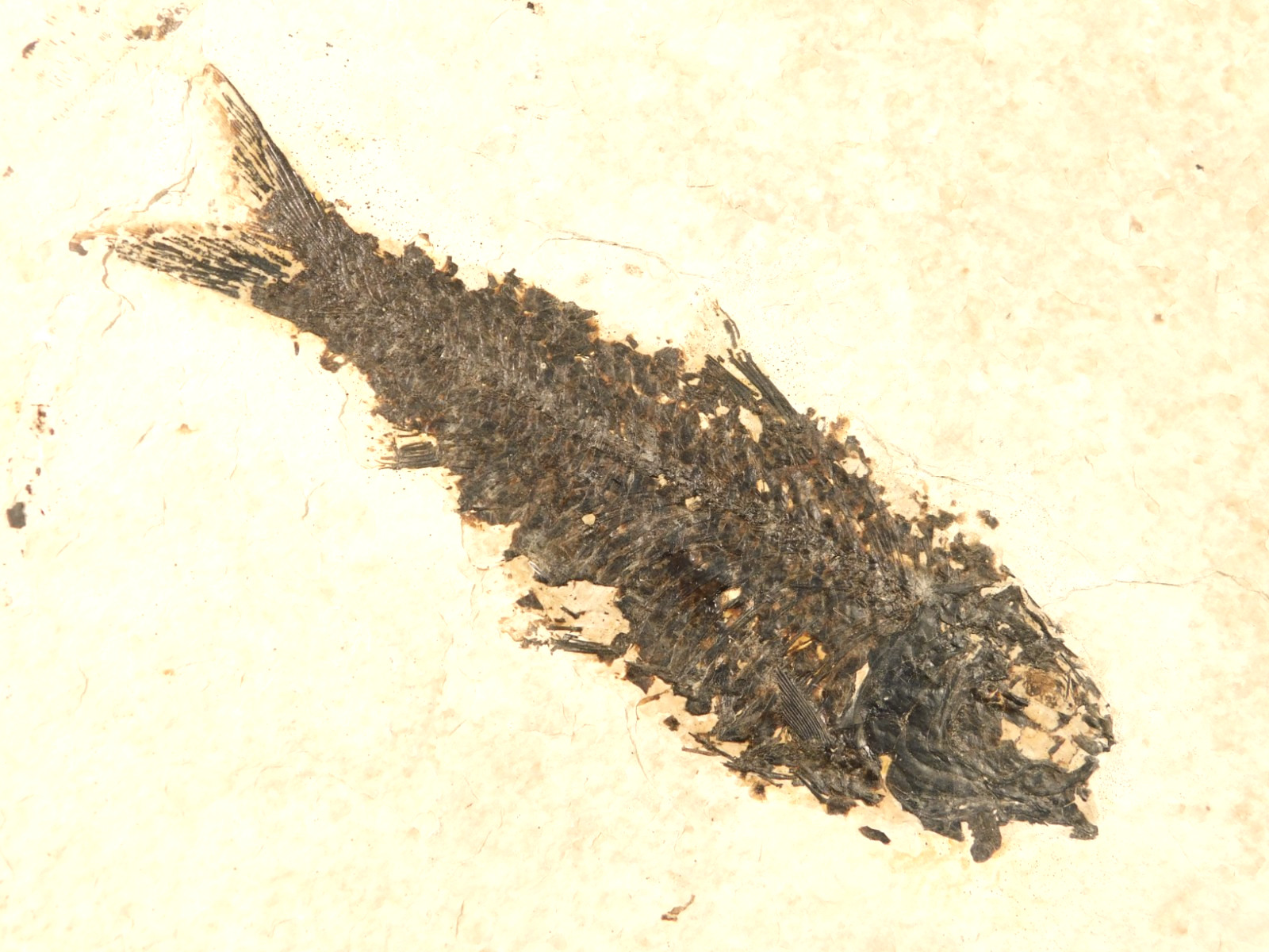 Larger! 50 Million Year Old Knightia FISH Fossil on Big Matrix Wyoming 721gr