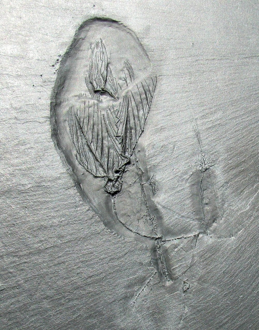 EXTREMELY RARE BUNDENBACH MULTIPLE CRINOID FOSSIL PLATE - THREE DIFFERENT TYPES!