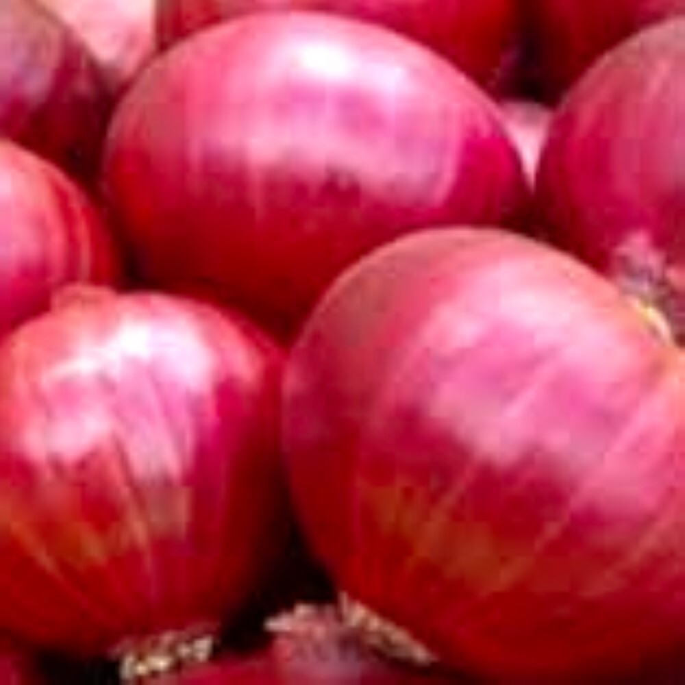 Red Creole Onion Seeds | NON-GMO Onion Seeds | Fresh Heirloom Garden Seeds