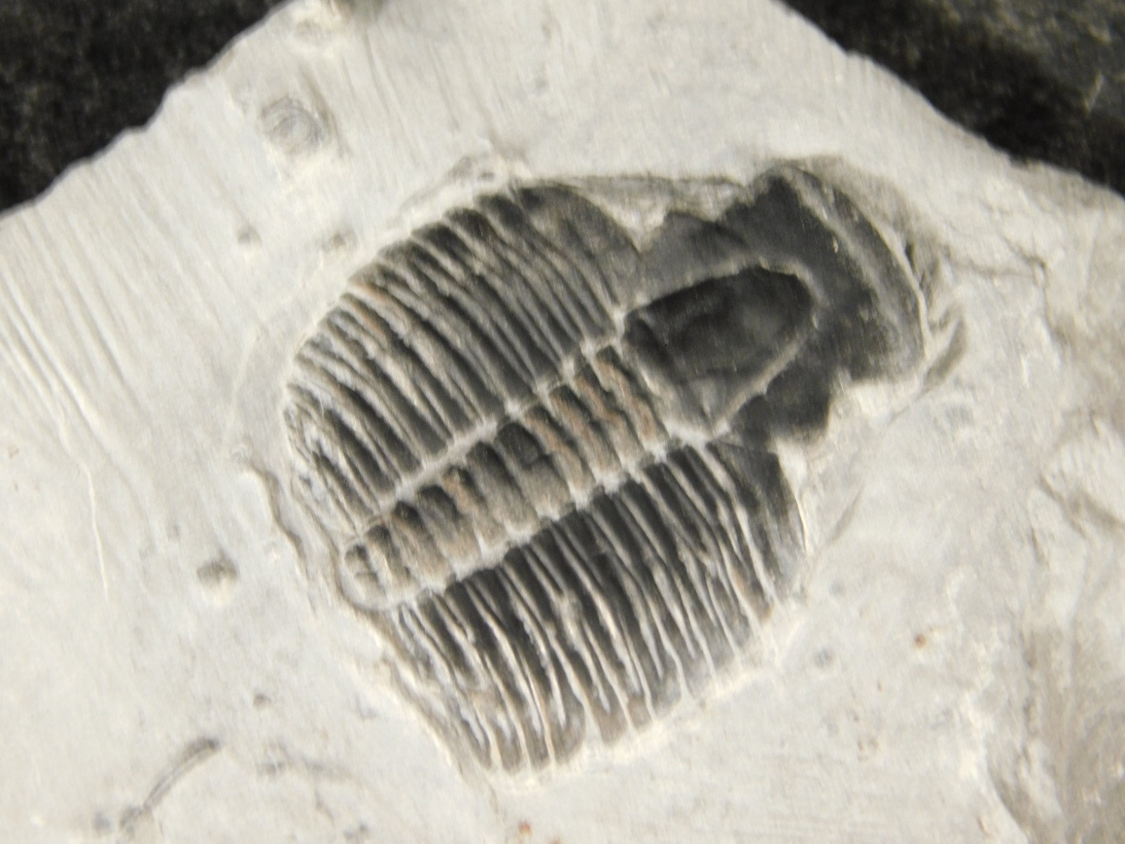 BIG Lot of TEN! 100% Natural Elrathia TRILOBITE Fossils in Matrix Utah 379gr