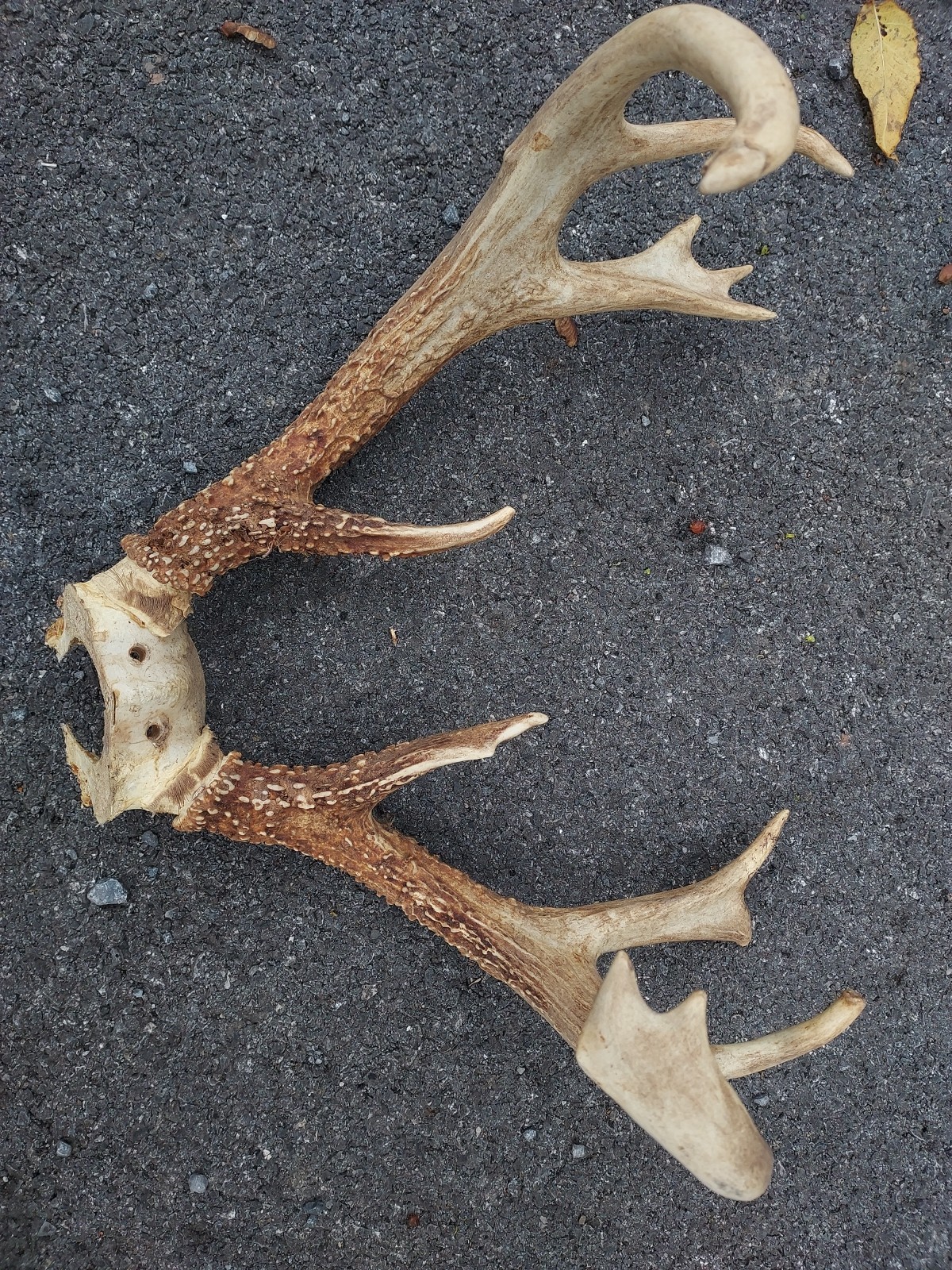 Vintage Unique 12 Point White Tail Deer Antlers