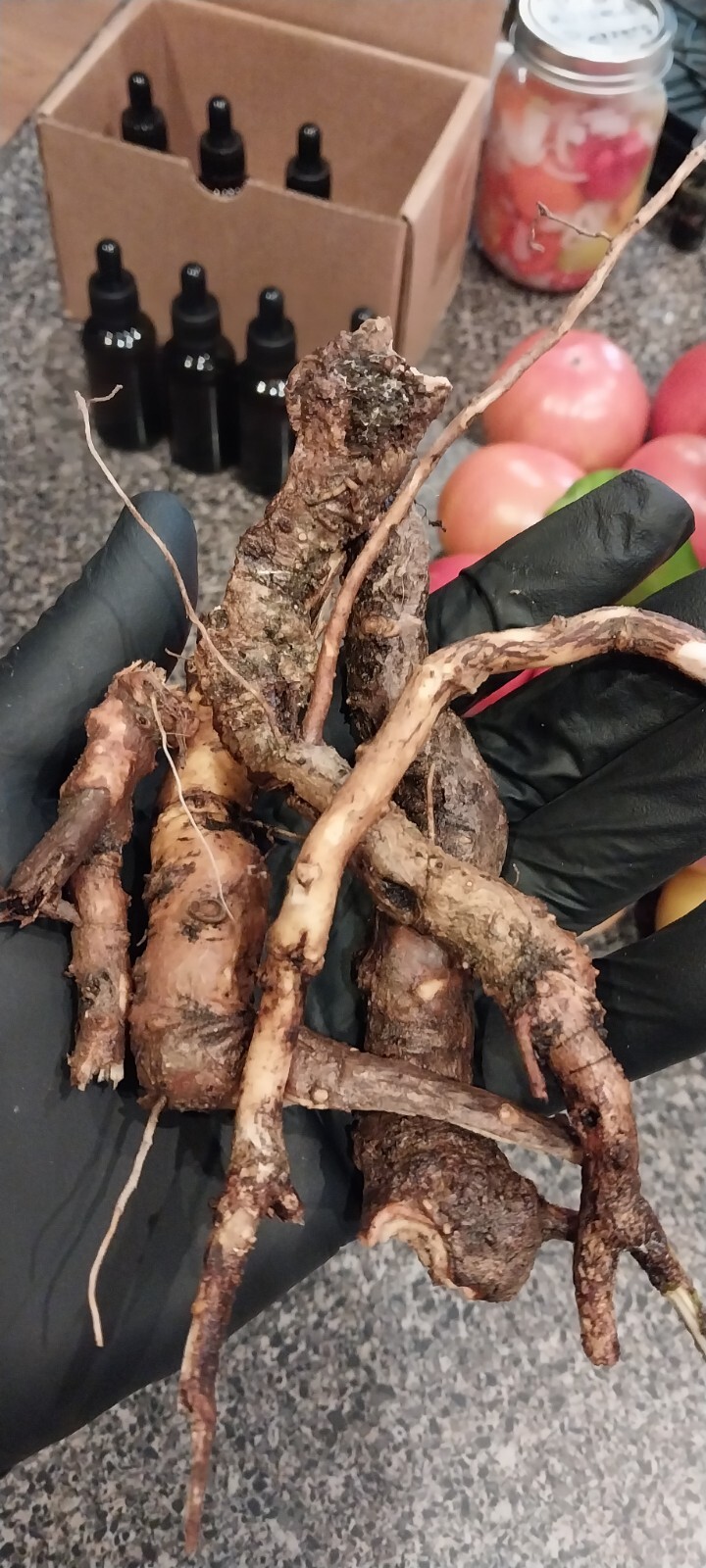 SMOKY MTNS. TN Sassafras Roots . FRESH 3 ozs. Rootbeer TEA + Plus 5 Free Seeds