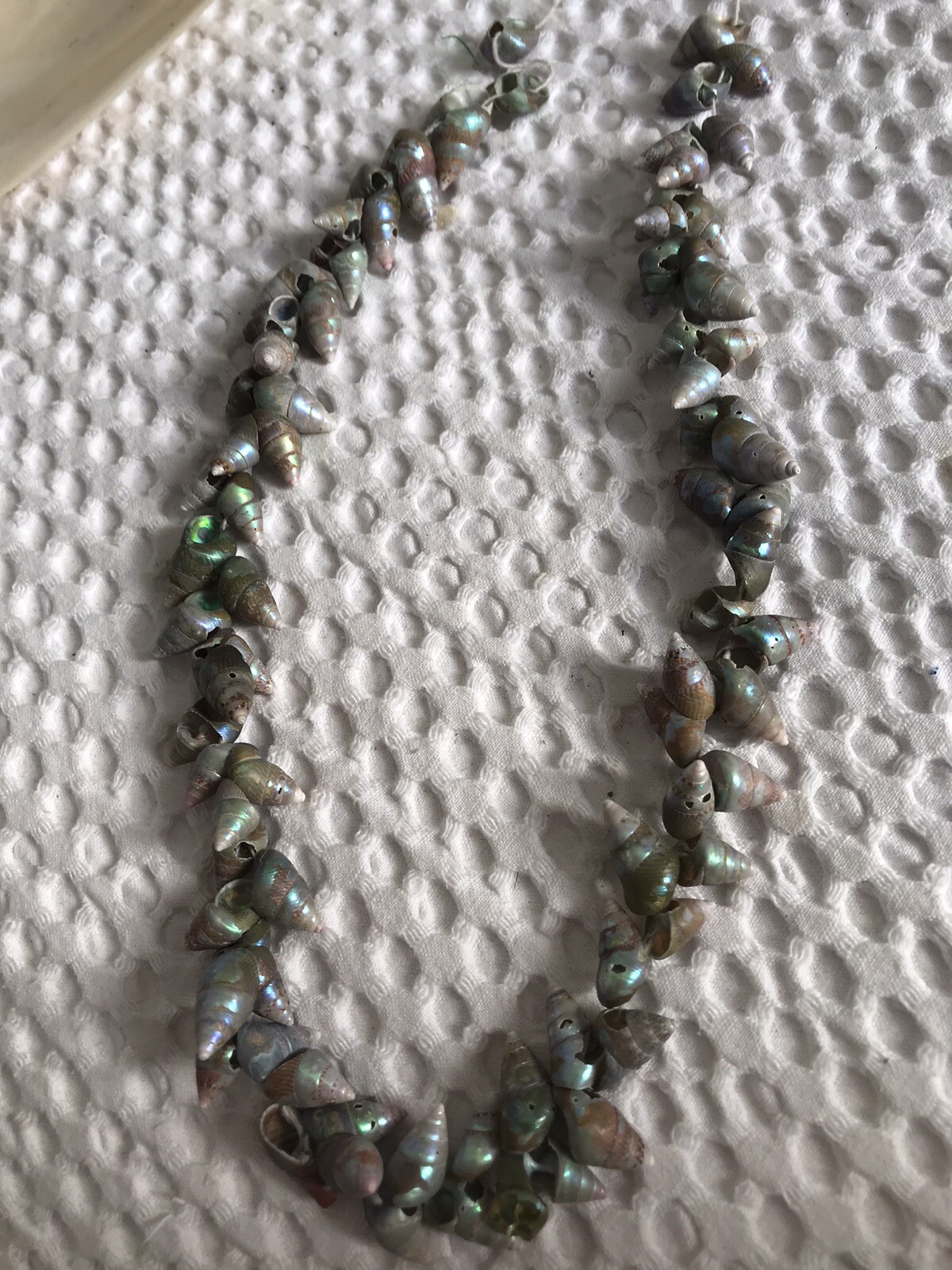 RARE  OLD TRADE STRING OF   MAIREENER  SHELLS