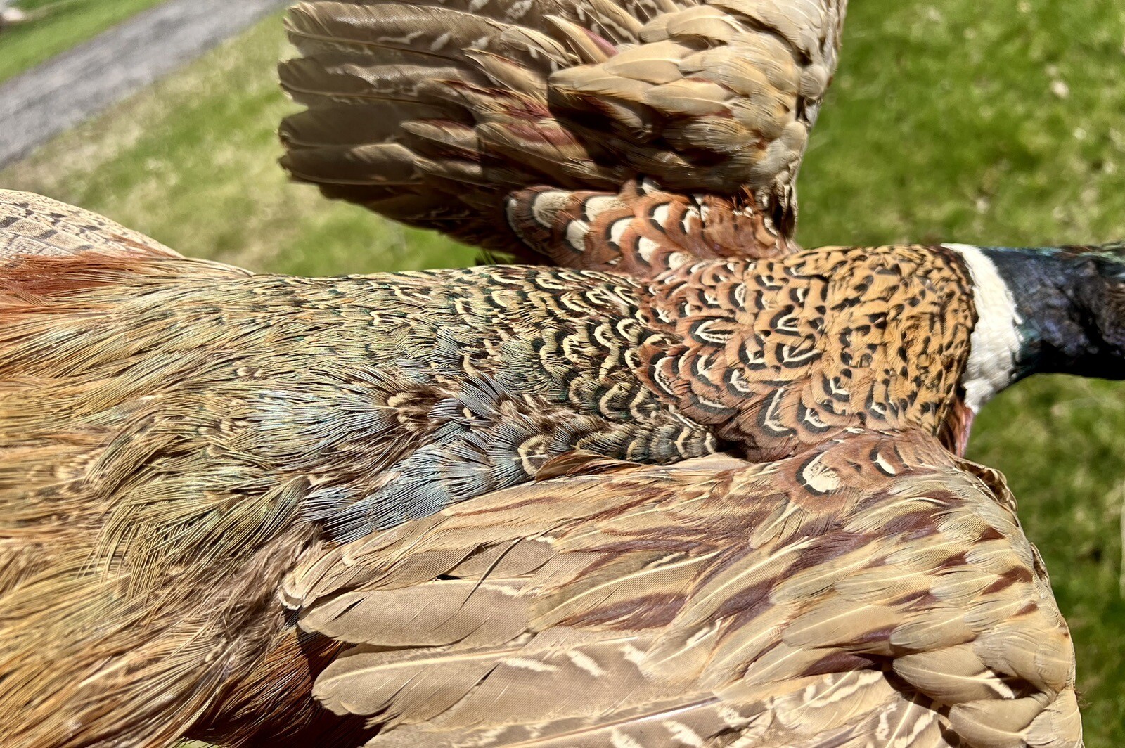 Vintage PAIR Real Ringneck Flying Pheasants Wall Mounts Taxidermy LOCAL PICKUP