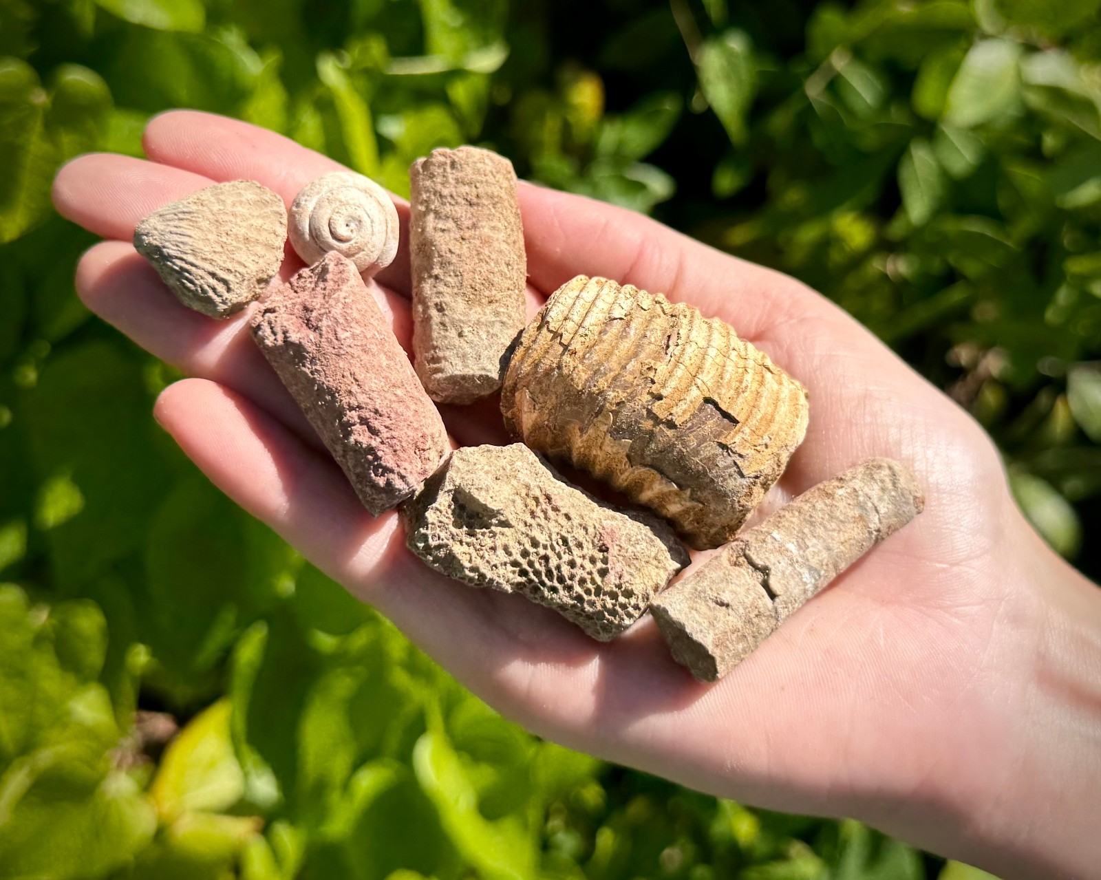Natural Fossil Mix Gift Box - 1/2 lb Authentic Fossil Assortments & Shark Tooth