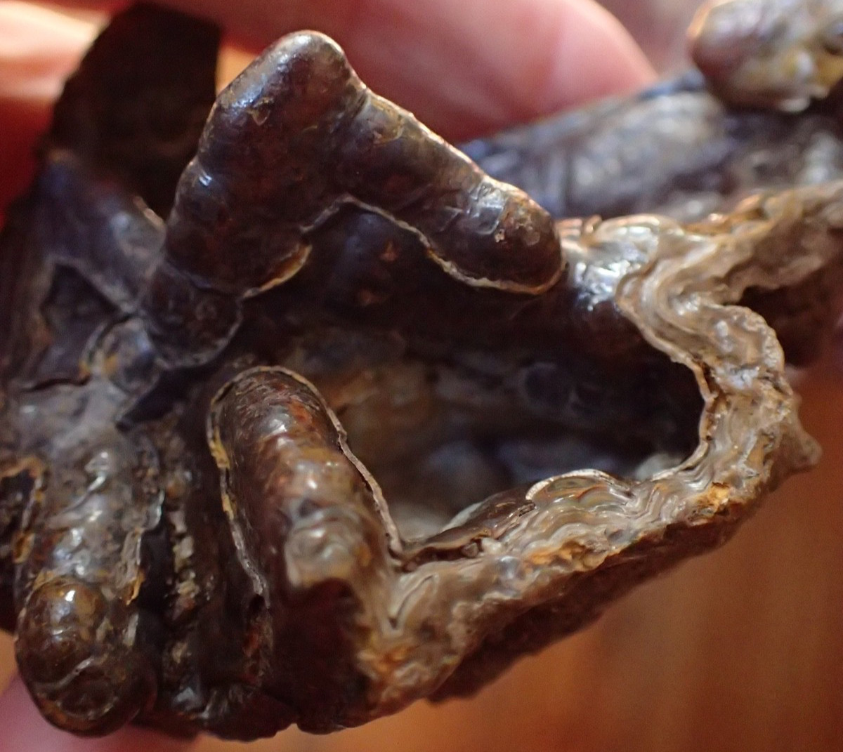 Botryoidal Fossil Coral Geode Fragment GA Agate Amber Cabbing Specimen WC58
