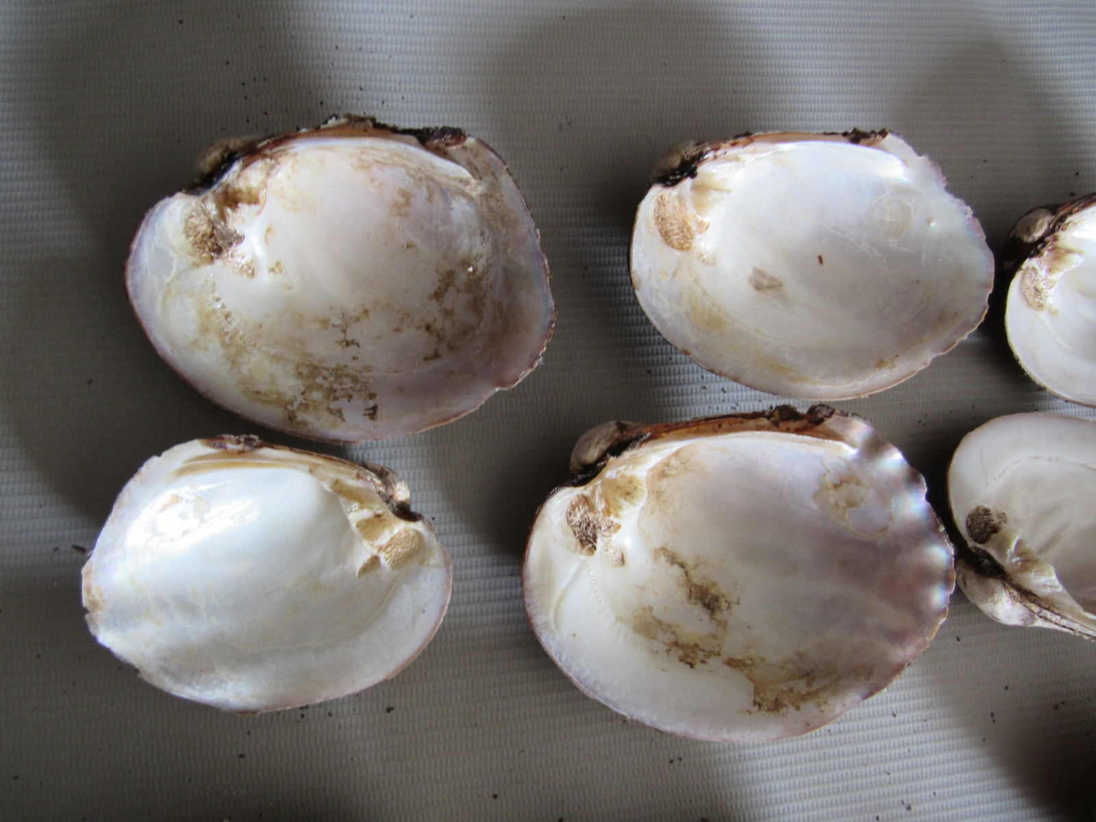Set of 40 Fifty Year Stock Mother of Pearl Unpolished Freshwater Mussel Shells