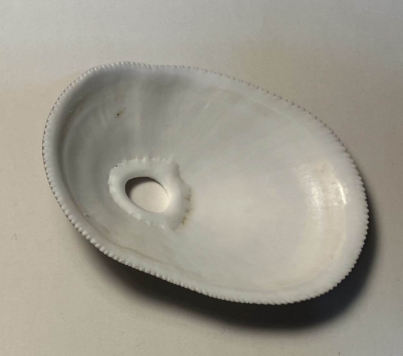 Limpets. 3 species. Diadora sp., Patella sp., Megathura crenulata. Great Shape